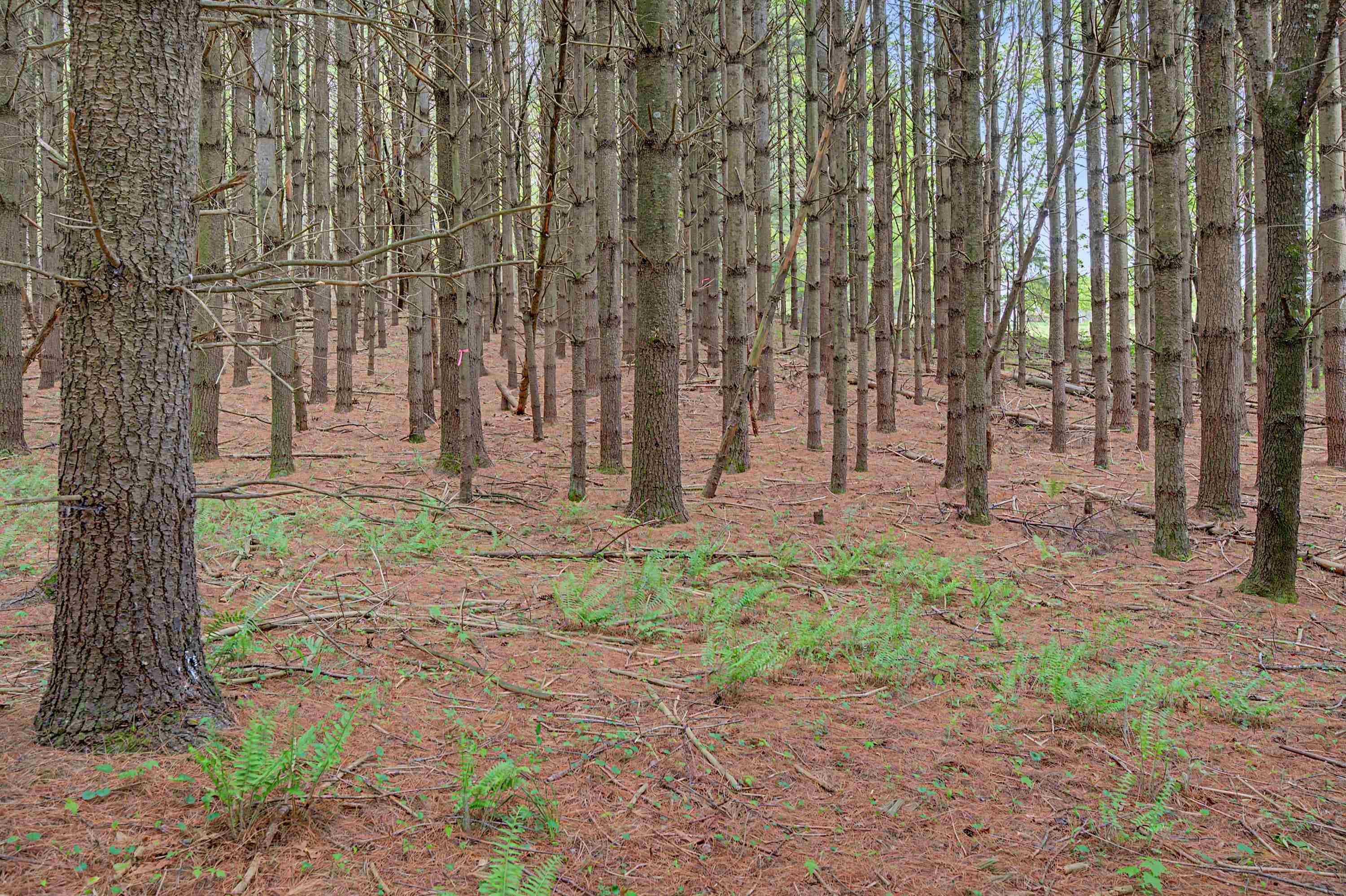 3.736 Ac Rocky Hill Road Willis VA 24380