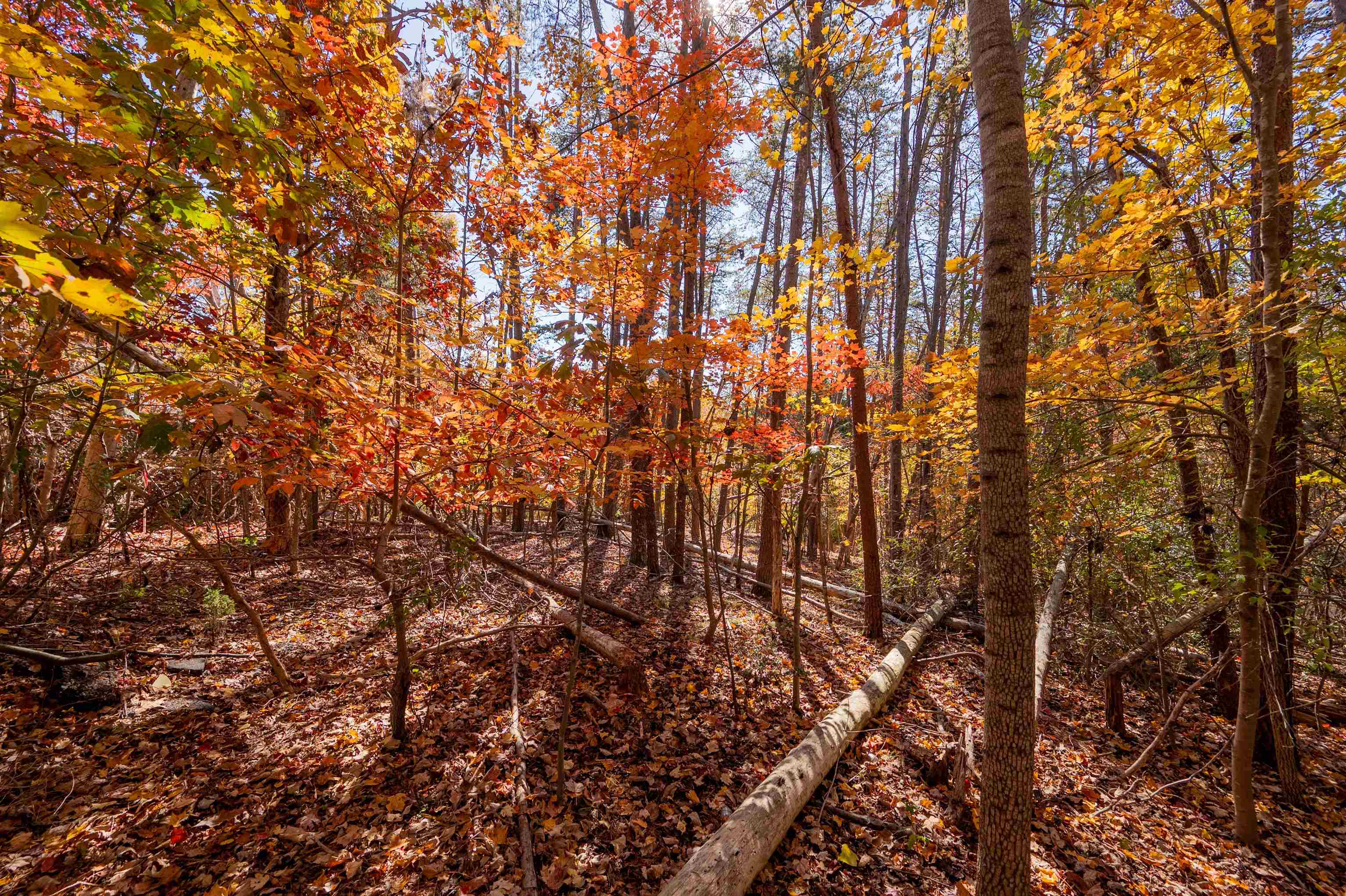Tbd Lakewood Forest Road Moneta VA 24121