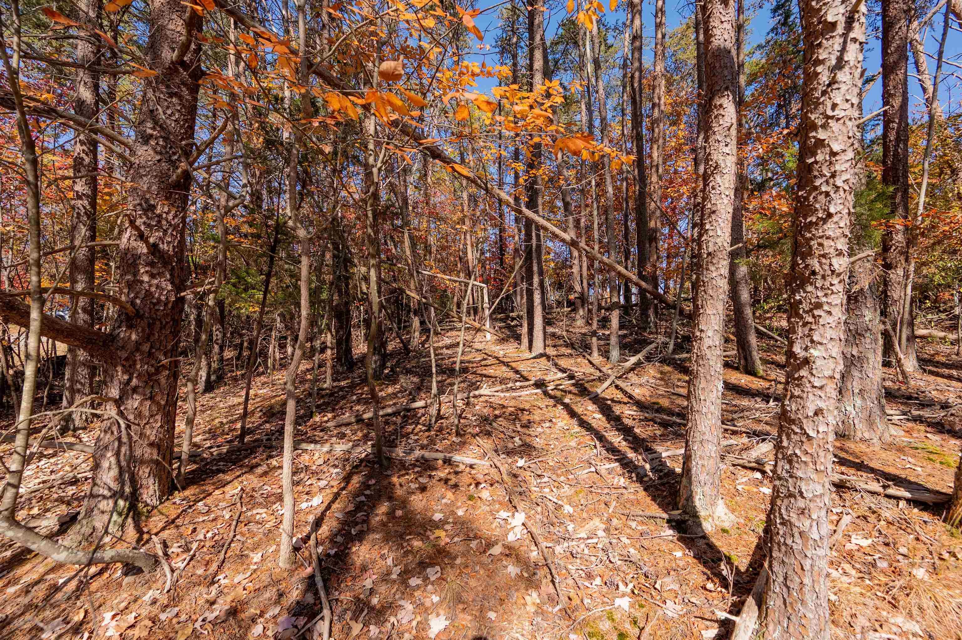 Tbd Lakewood Forest Road Moneta VA 24121