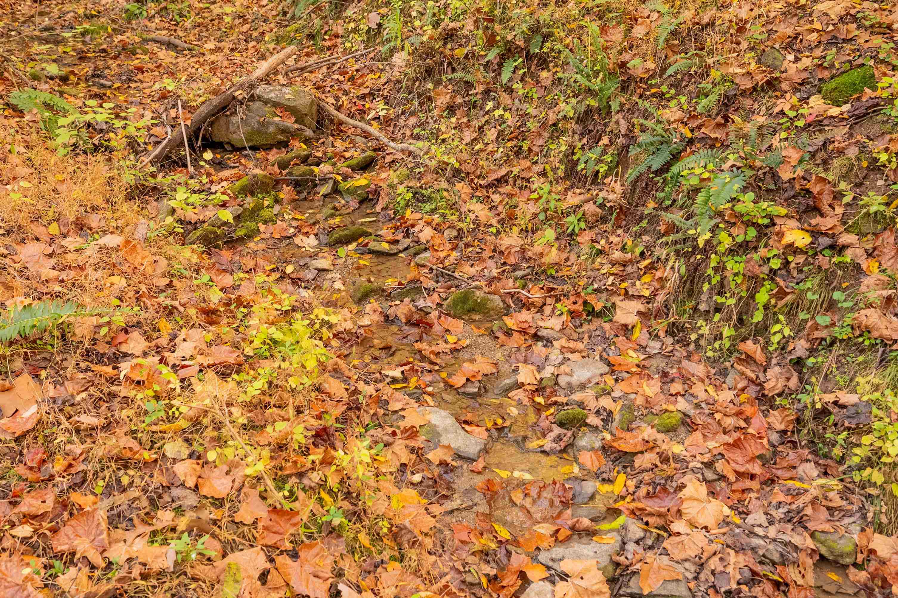 Tbd Lick Ridge Road Check VA 24072