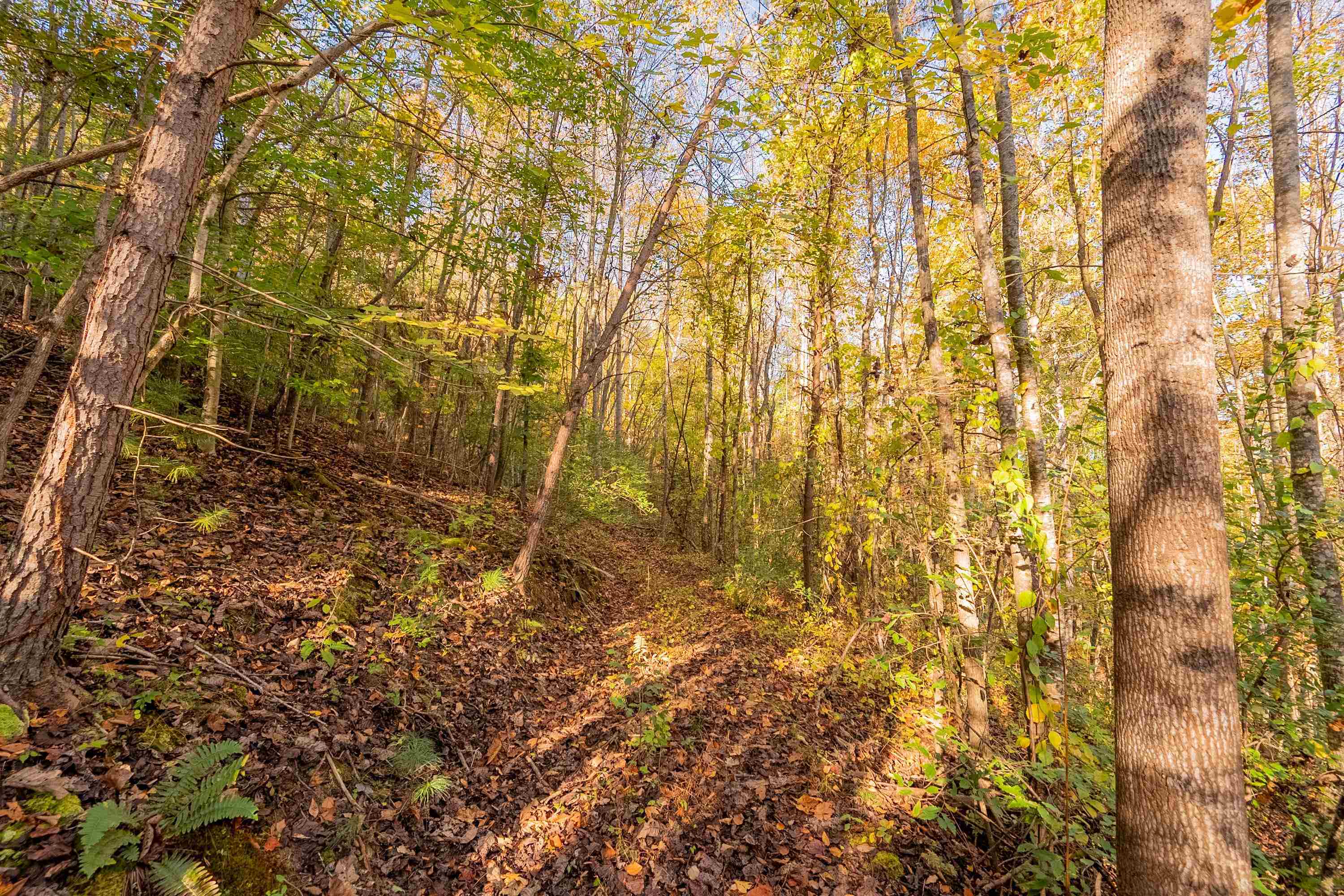Tbd Lick Ridge Road Check VA 24072