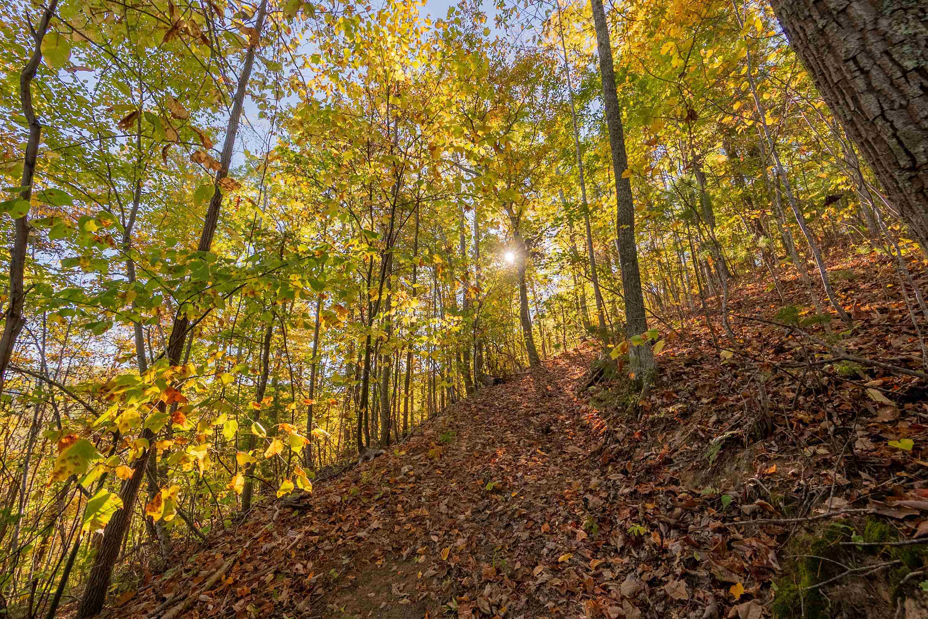 Tbd Lick Ridge Road Check VA 24072