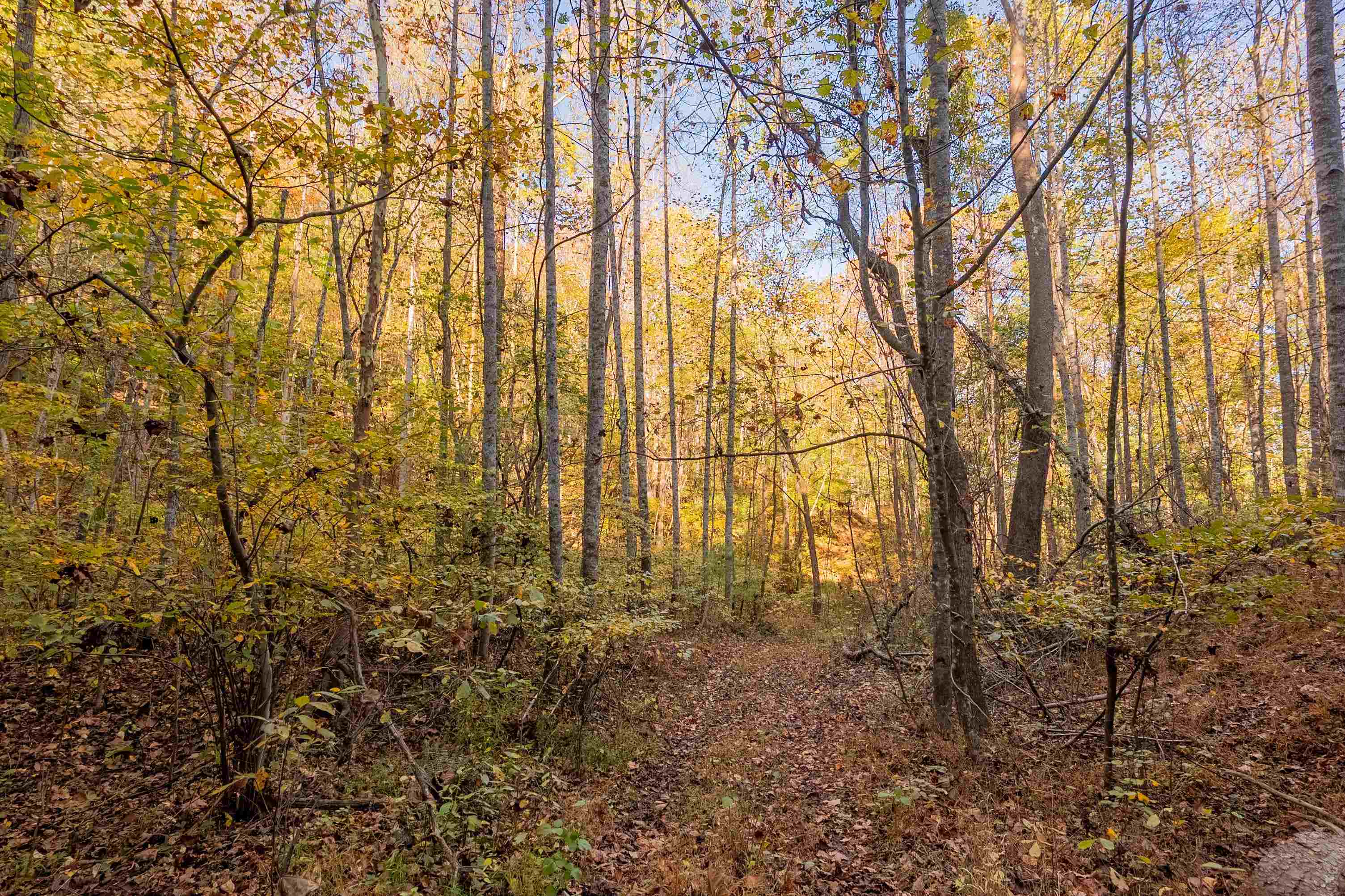 Tbd Lick Ridge Road Check VA 24072