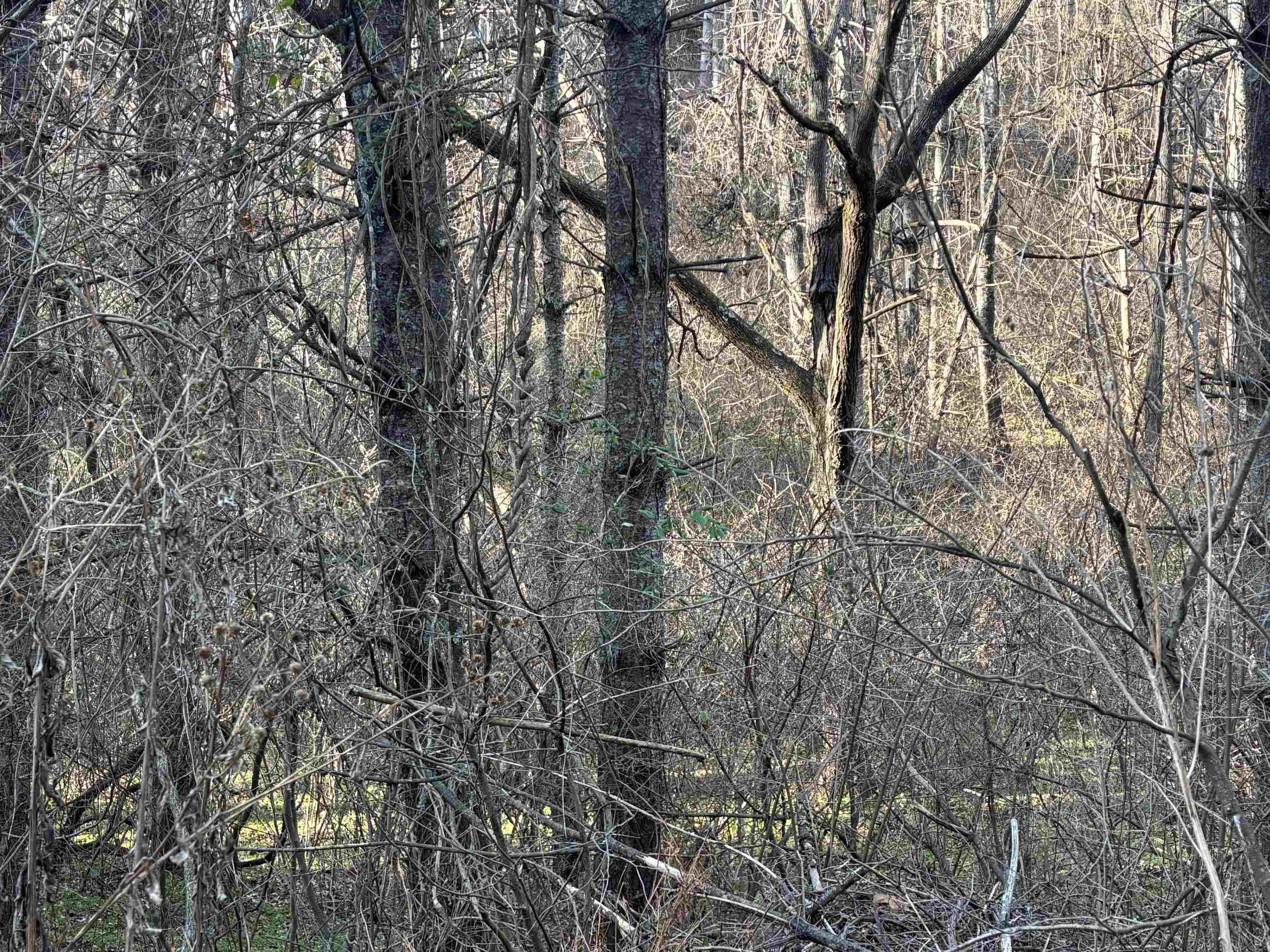 Tbd Lot 75 Beaver Dam Drive Austinville VA 24312