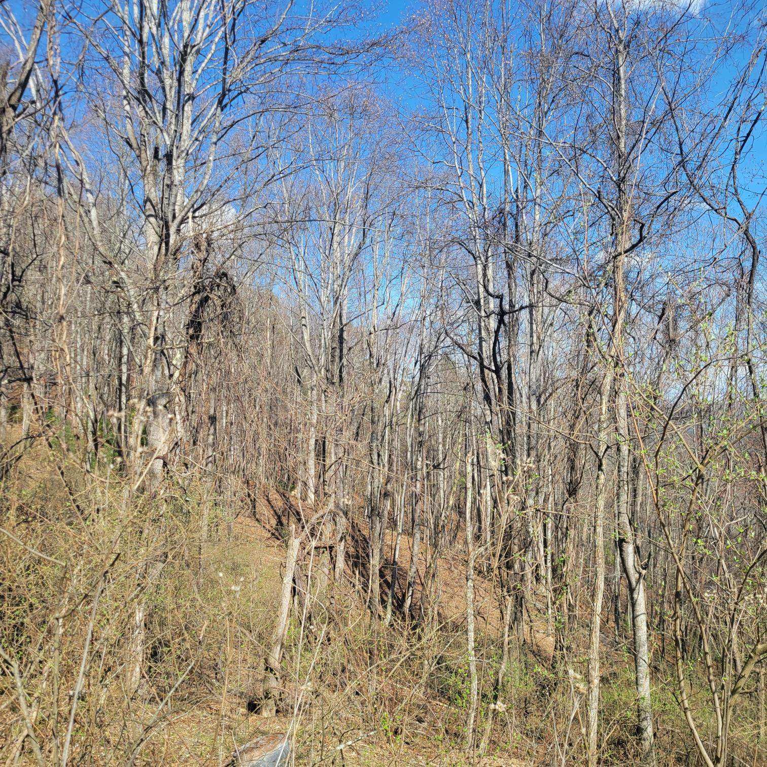 Tbd Little Creek Road Dublin VA 24084