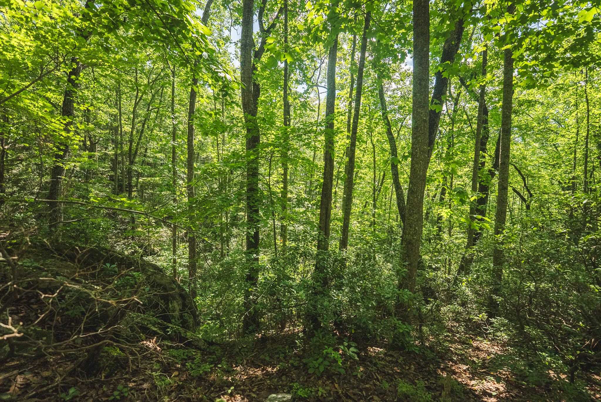 4279 Bradshaw Road Elliston VA 24087