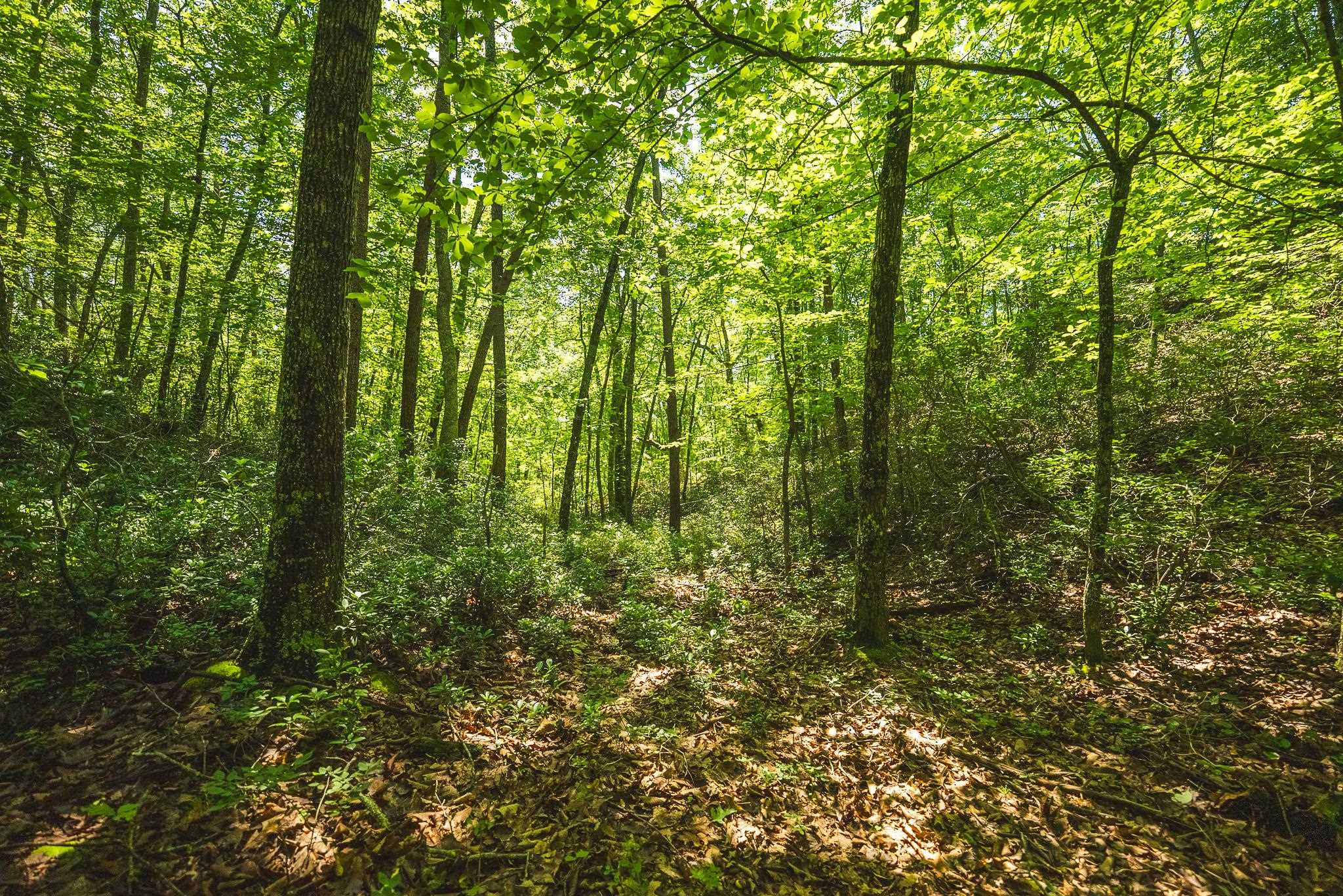 4279 Bradshaw Road Elliston VA 24087