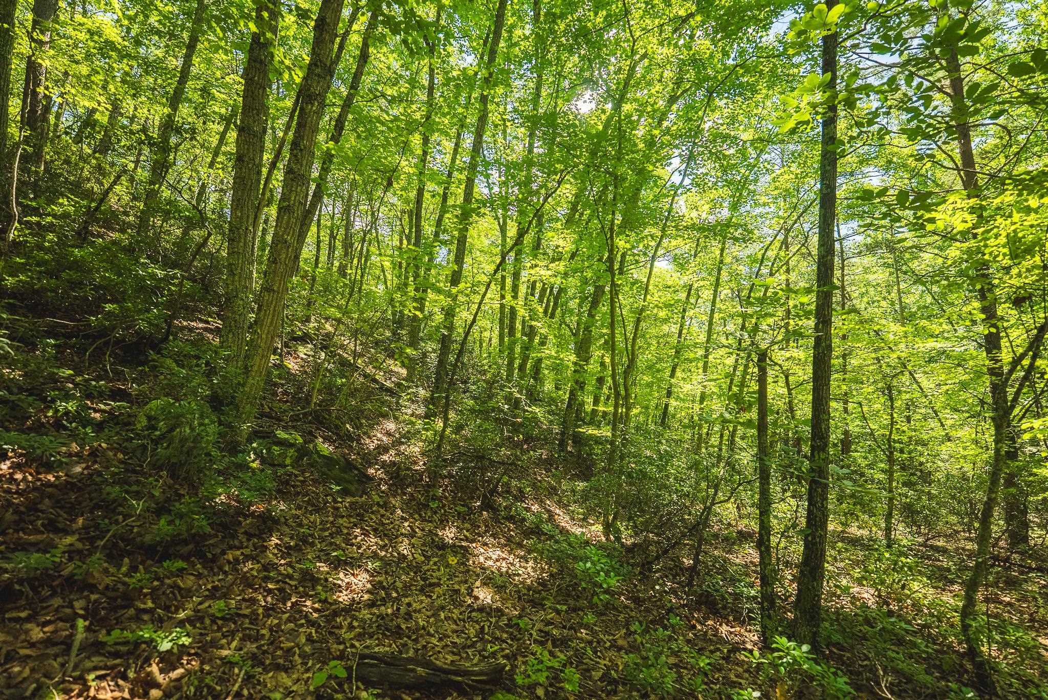 4279 Bradshaw Road Elliston VA 24087