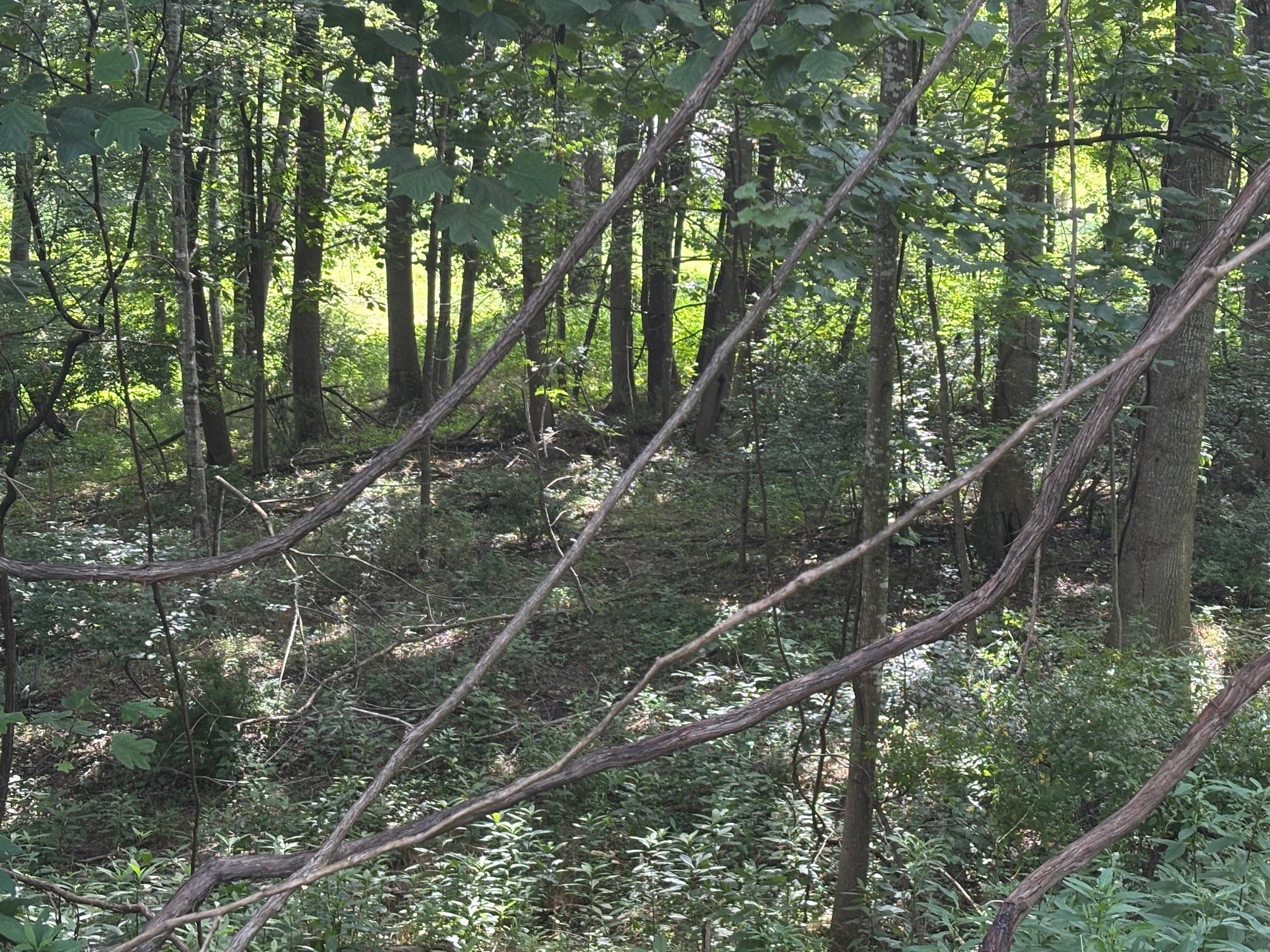 Tbd Lot 9 Parkview Court Dublin VA 24084