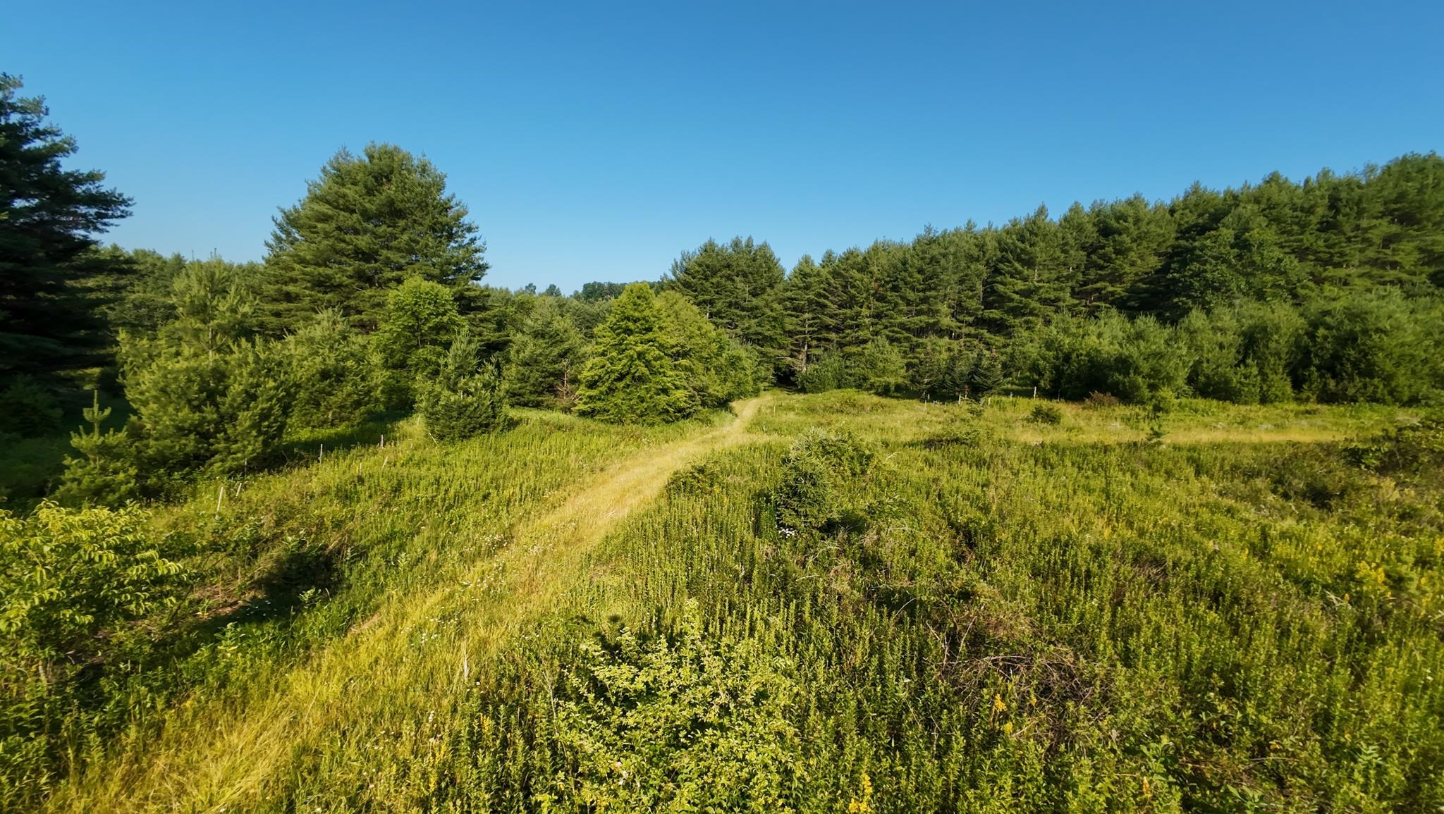 Tract 2 Merifield Road Willis VA 24380