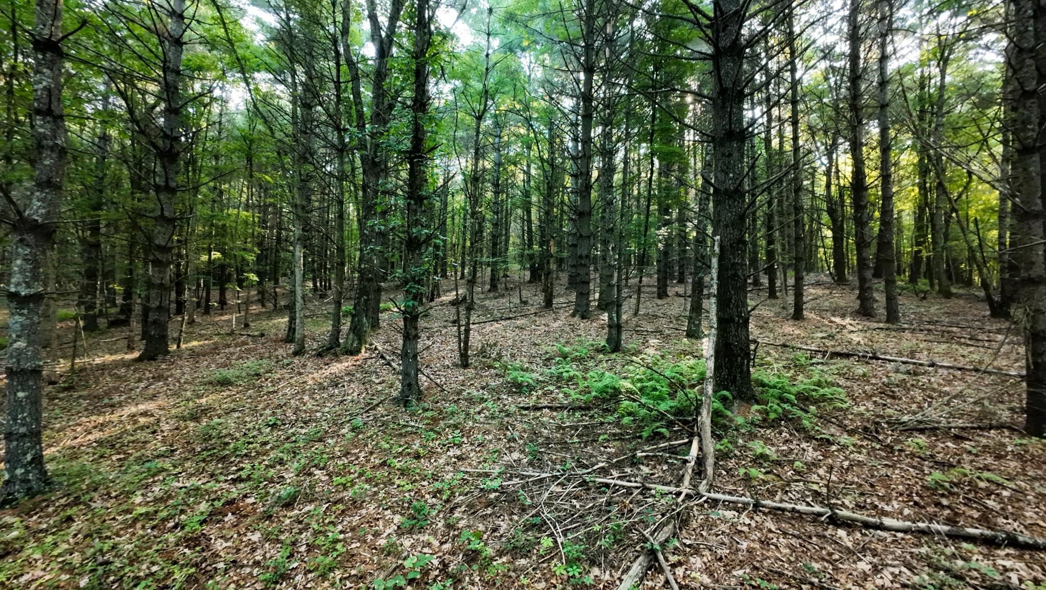 Tract 2 Merifield Road Willis VA 24380