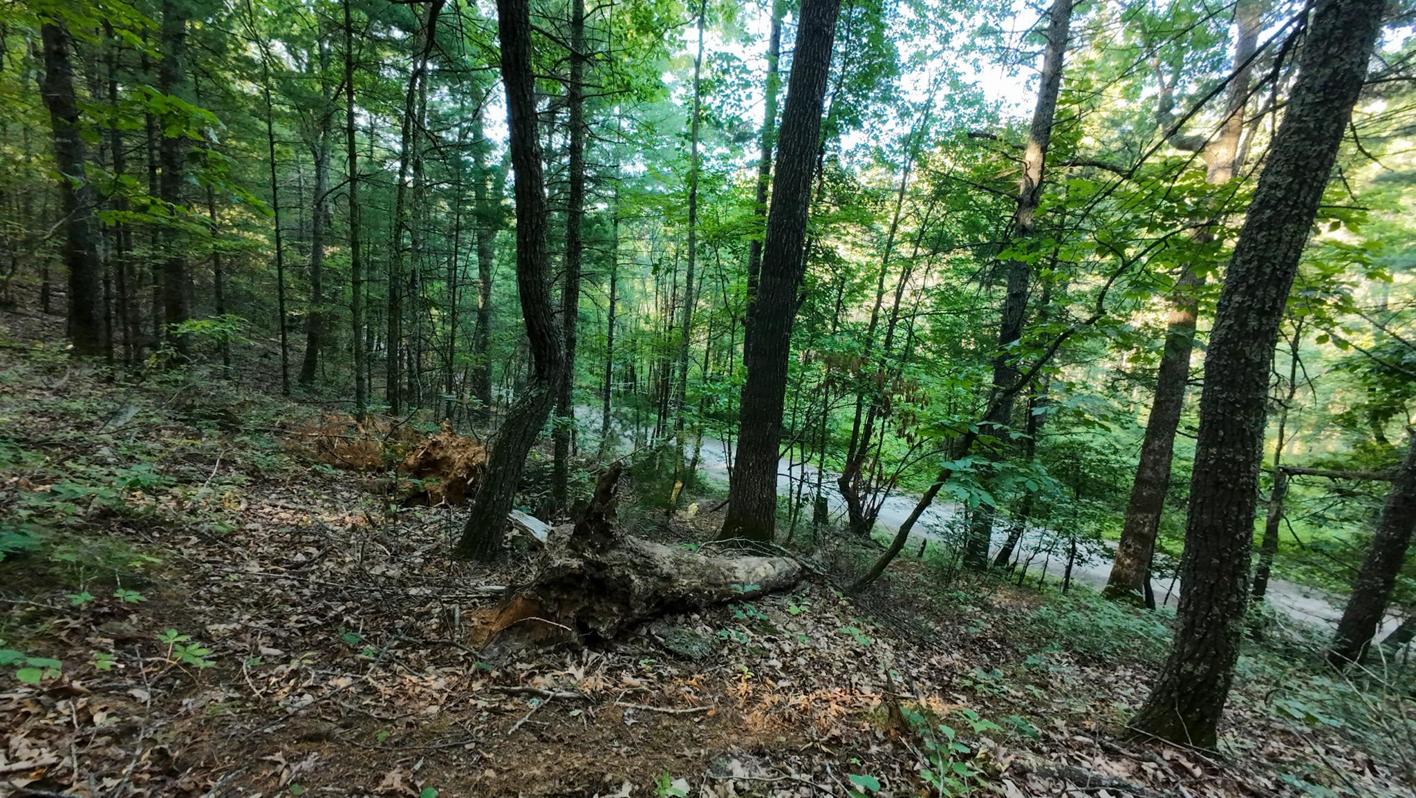 Tract 2 Merifield Road Willis VA 24380