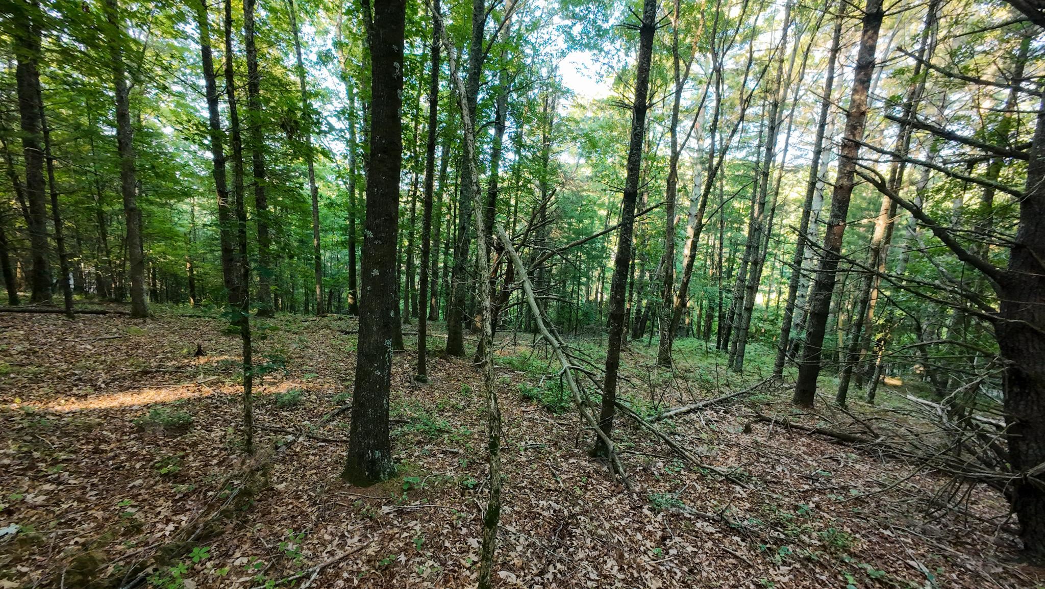 Tract 2 Merifield Road Willis VA 24380