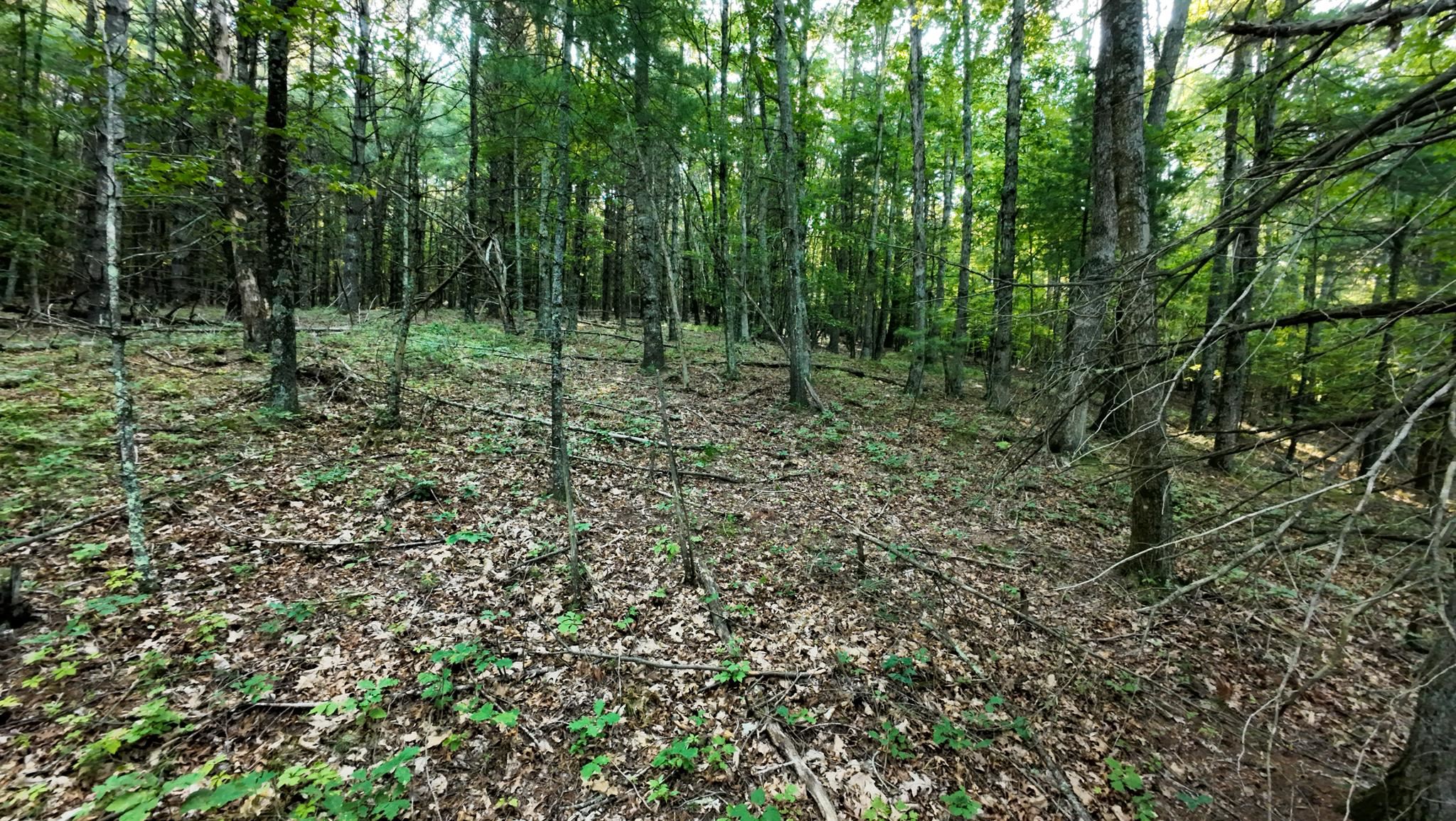 Tract 2 Merifield Road Willis VA 24380