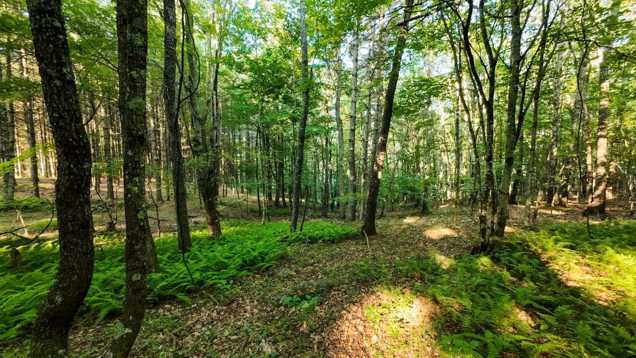 Tract 2 Merifield Road Willis VA 24380
