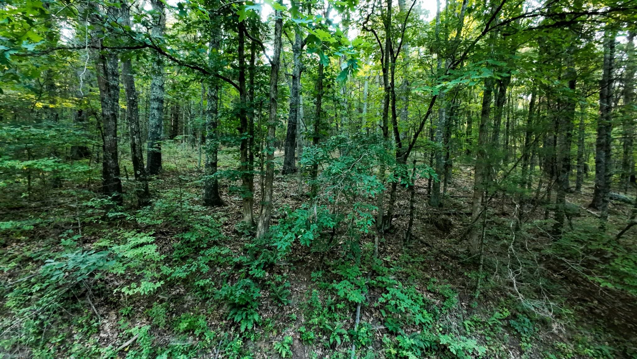Tract 2 Merifield Road Willis VA 24380