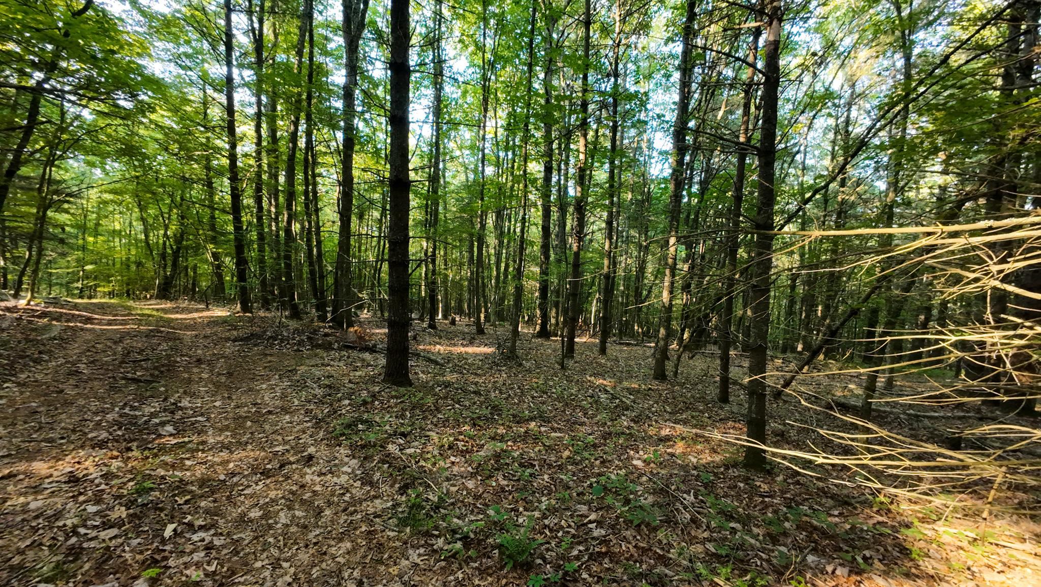 Tract 2 Merifield Road Willis VA 24380