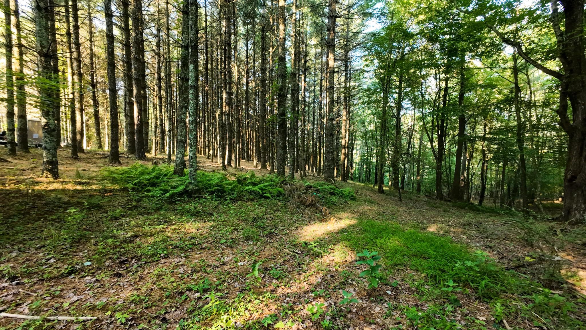Tract 2 Merifield Road Willis VA 24380