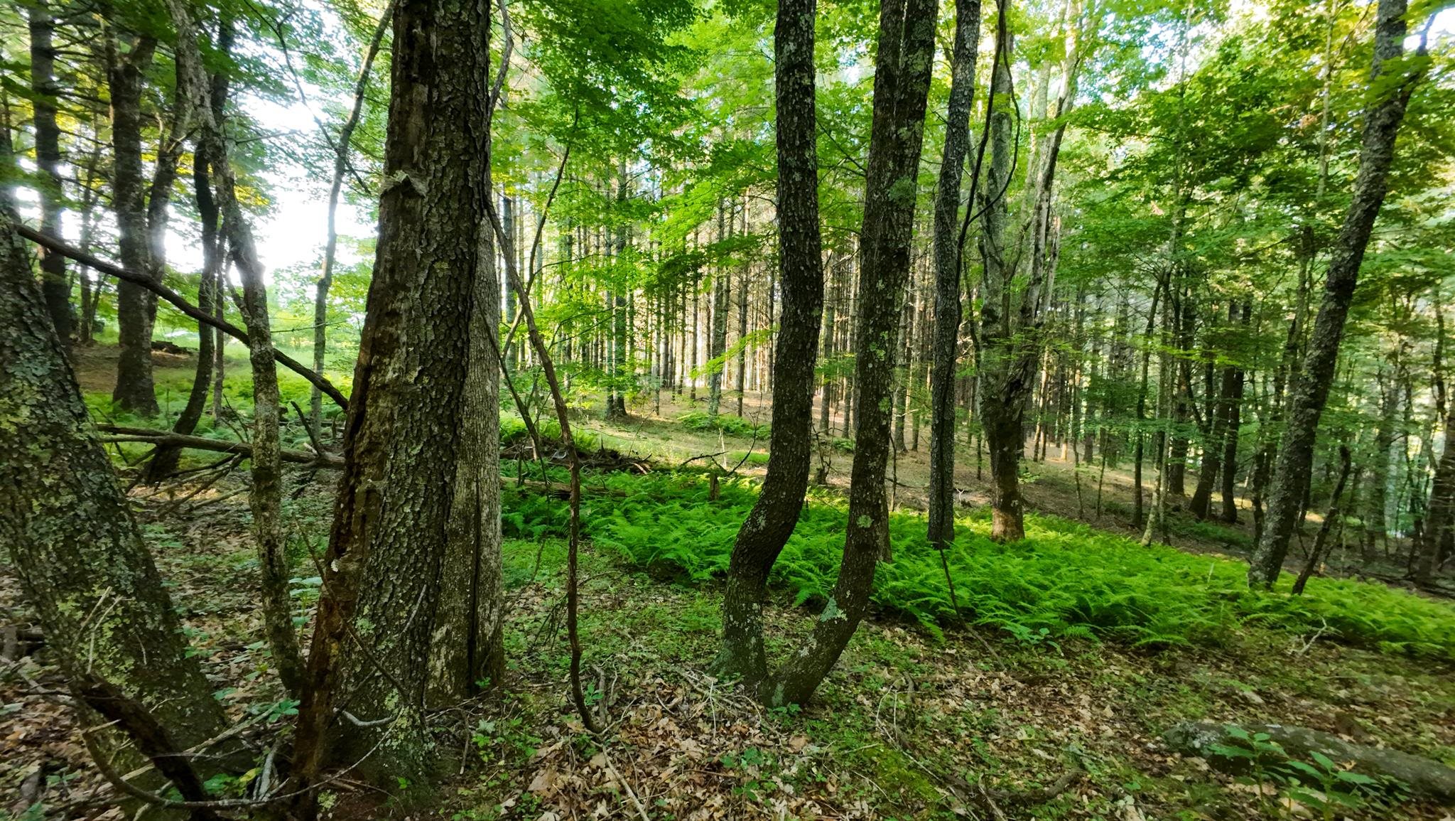Tract 2 Merifield Road Willis VA 24380