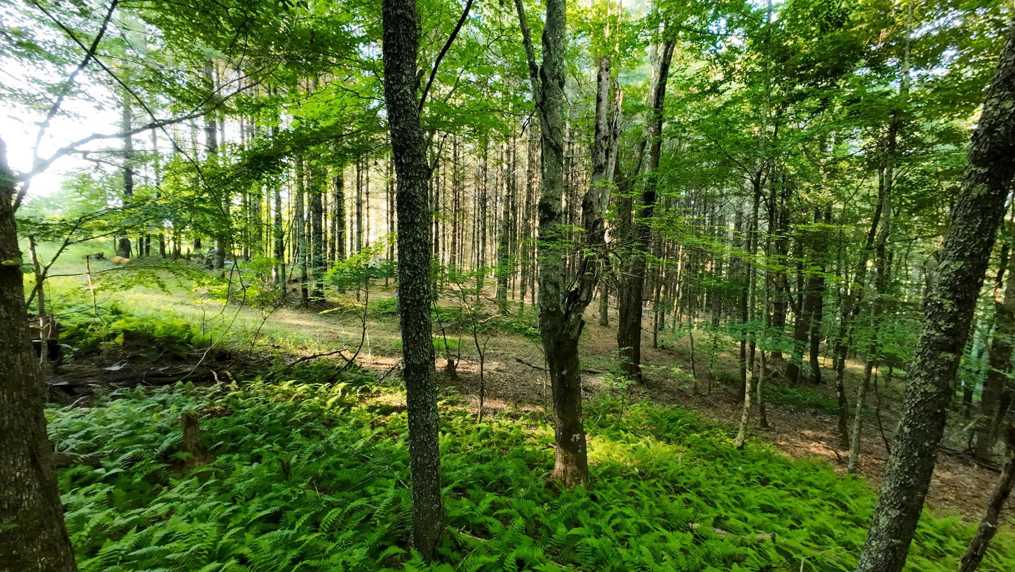 Tract 2 Merifield Road Willis VA 24380