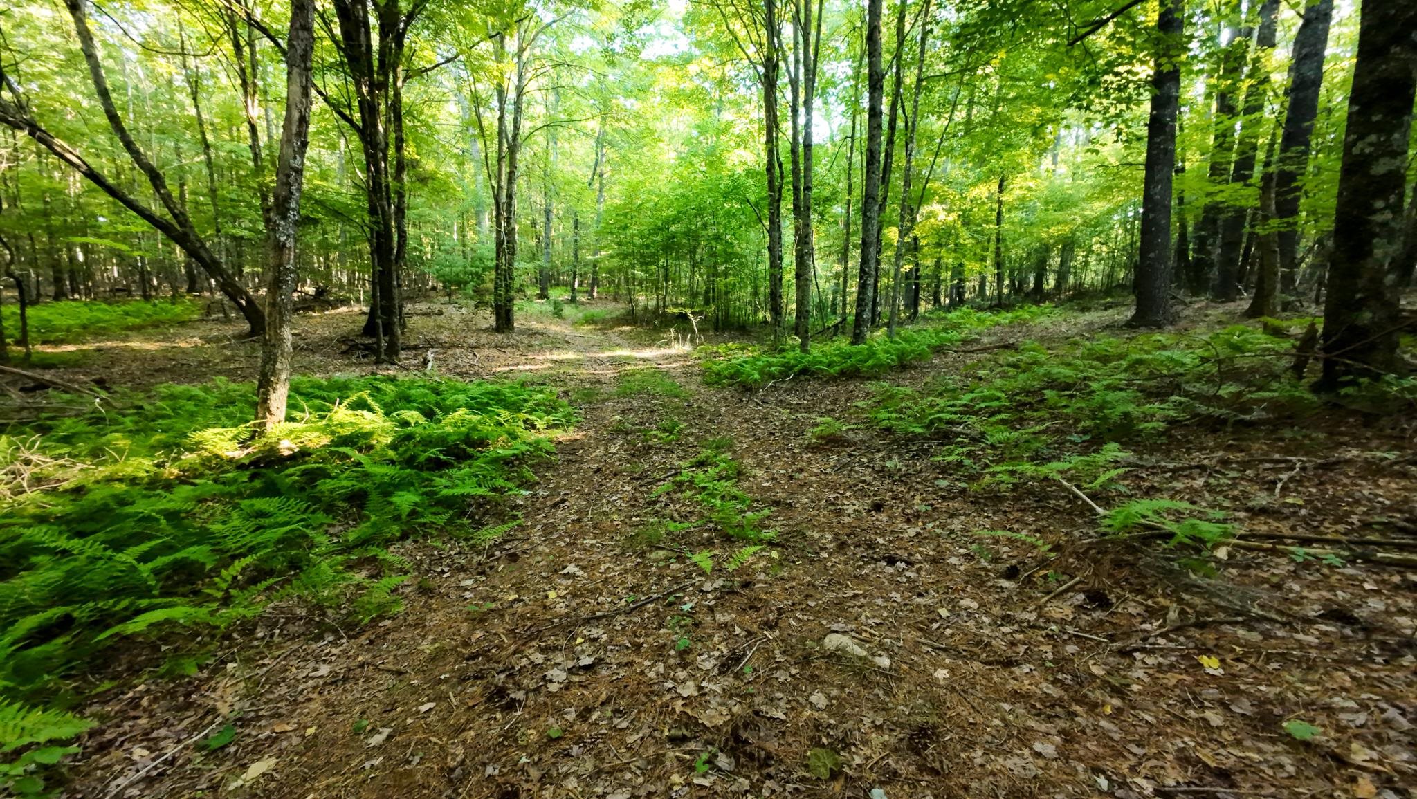 Tract 2 Merifield Road Willis VA 24380
