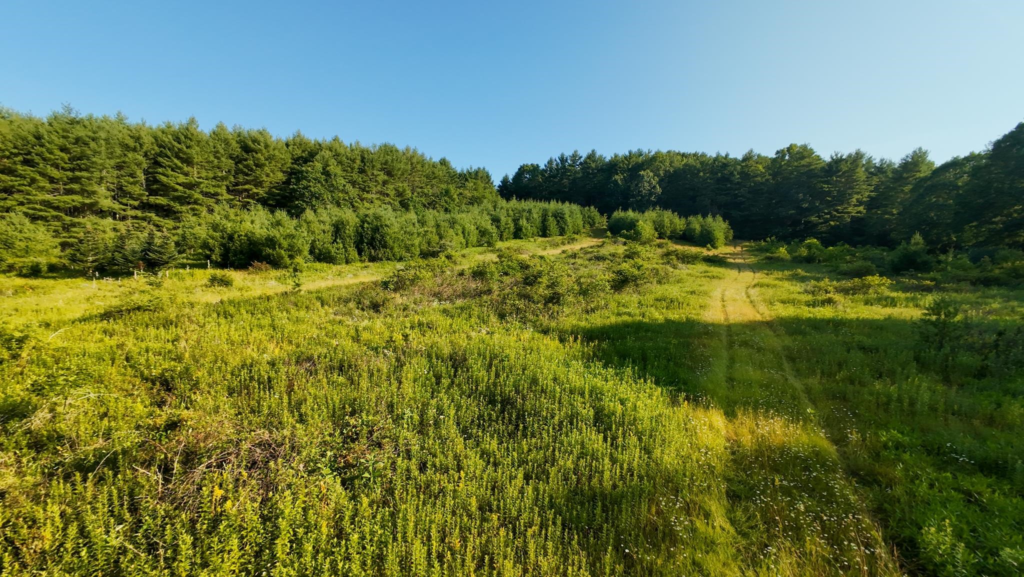 Tract 2 Merifield Road Willis VA 24380