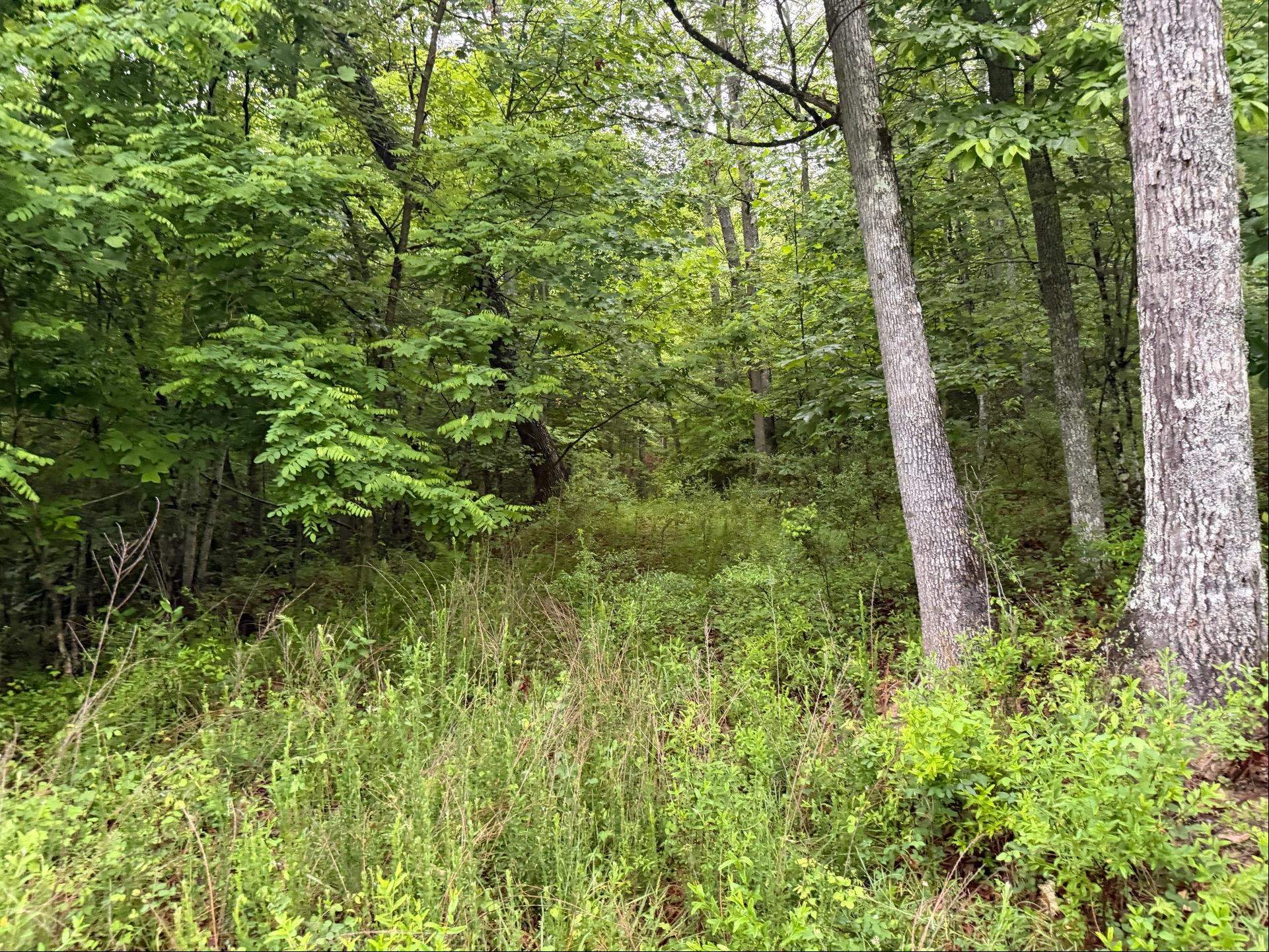 Tbd Cove Creek Road Bastian VA 24314