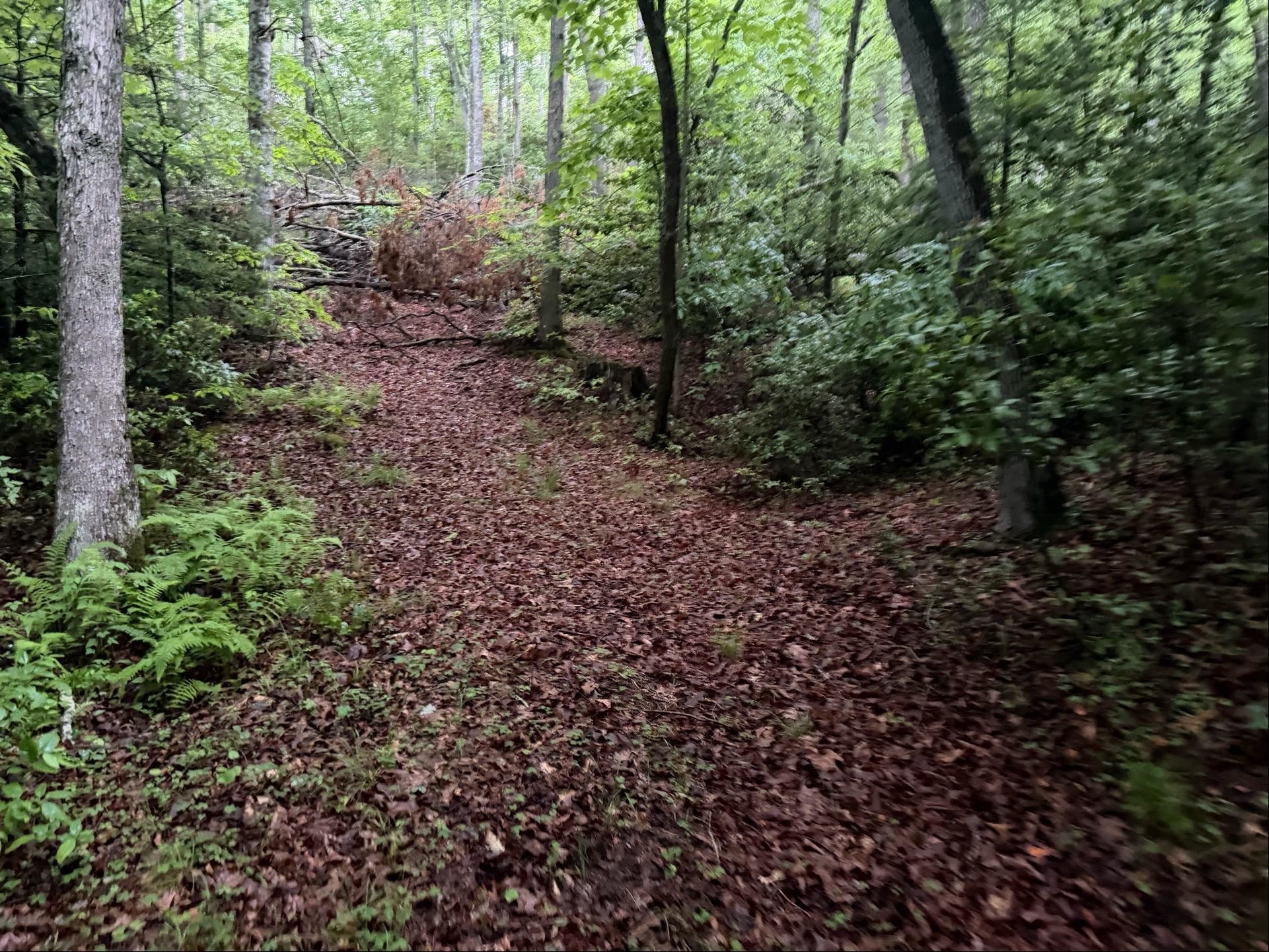 Tbd Cove Creek Road Bastian VA 24314