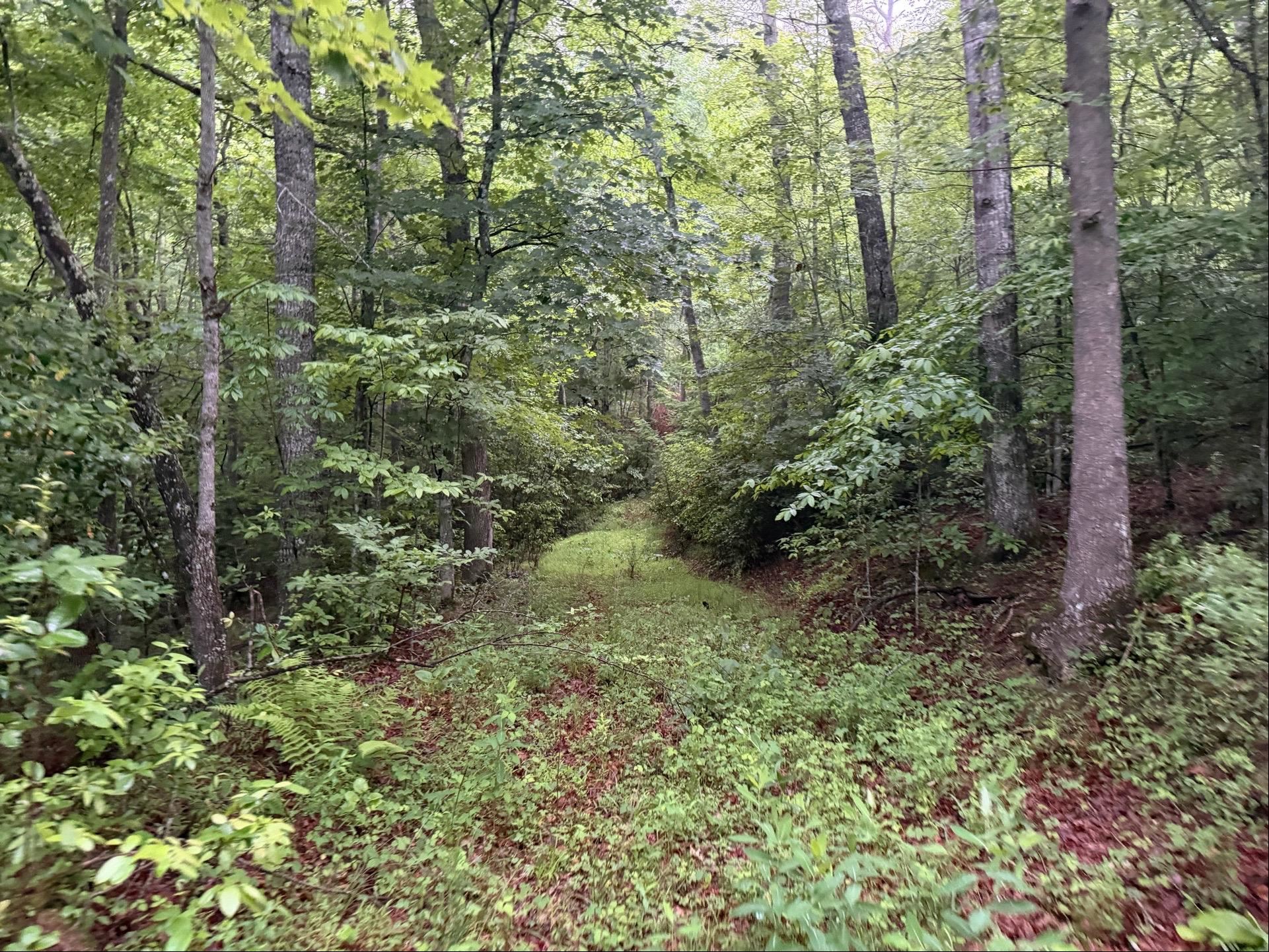 Tbd Cove Creek Road Bastian VA 24314