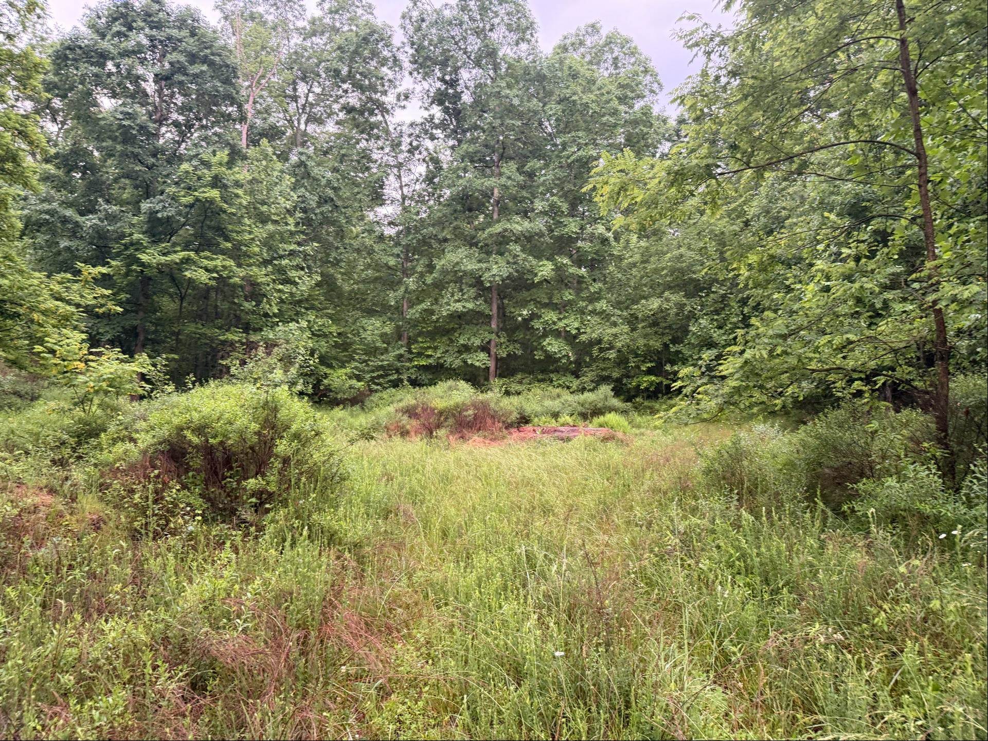 Tbd Cove Creek Road Bastian VA 24314