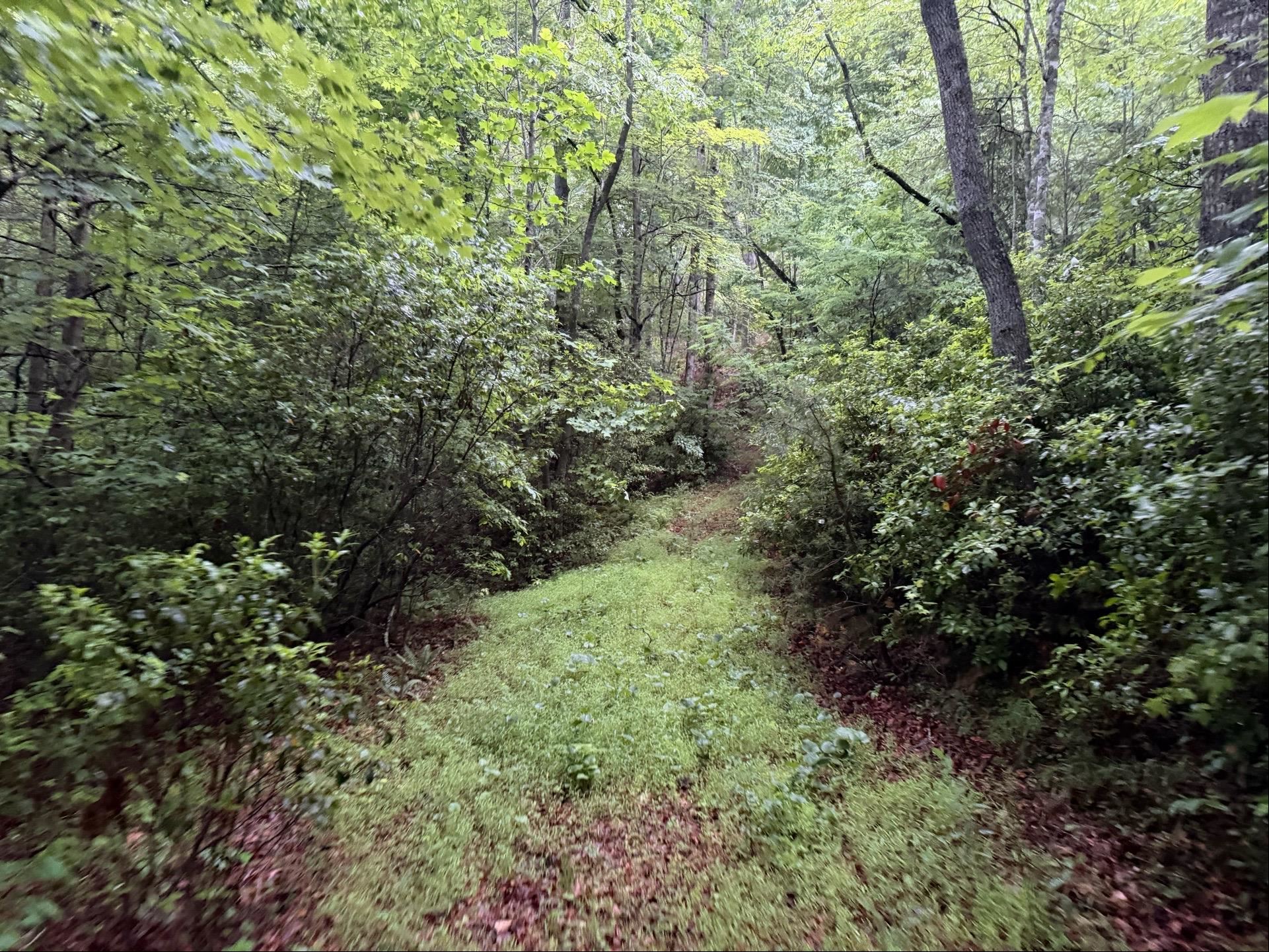Tbd Cove Creek Road Bastian VA 24314