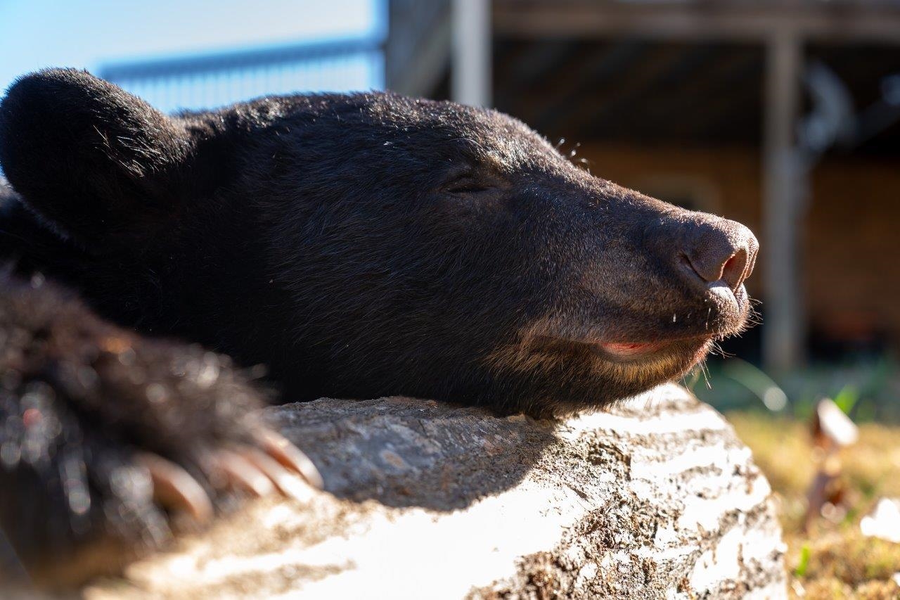 0 Foothills Road Callaway VA 24067