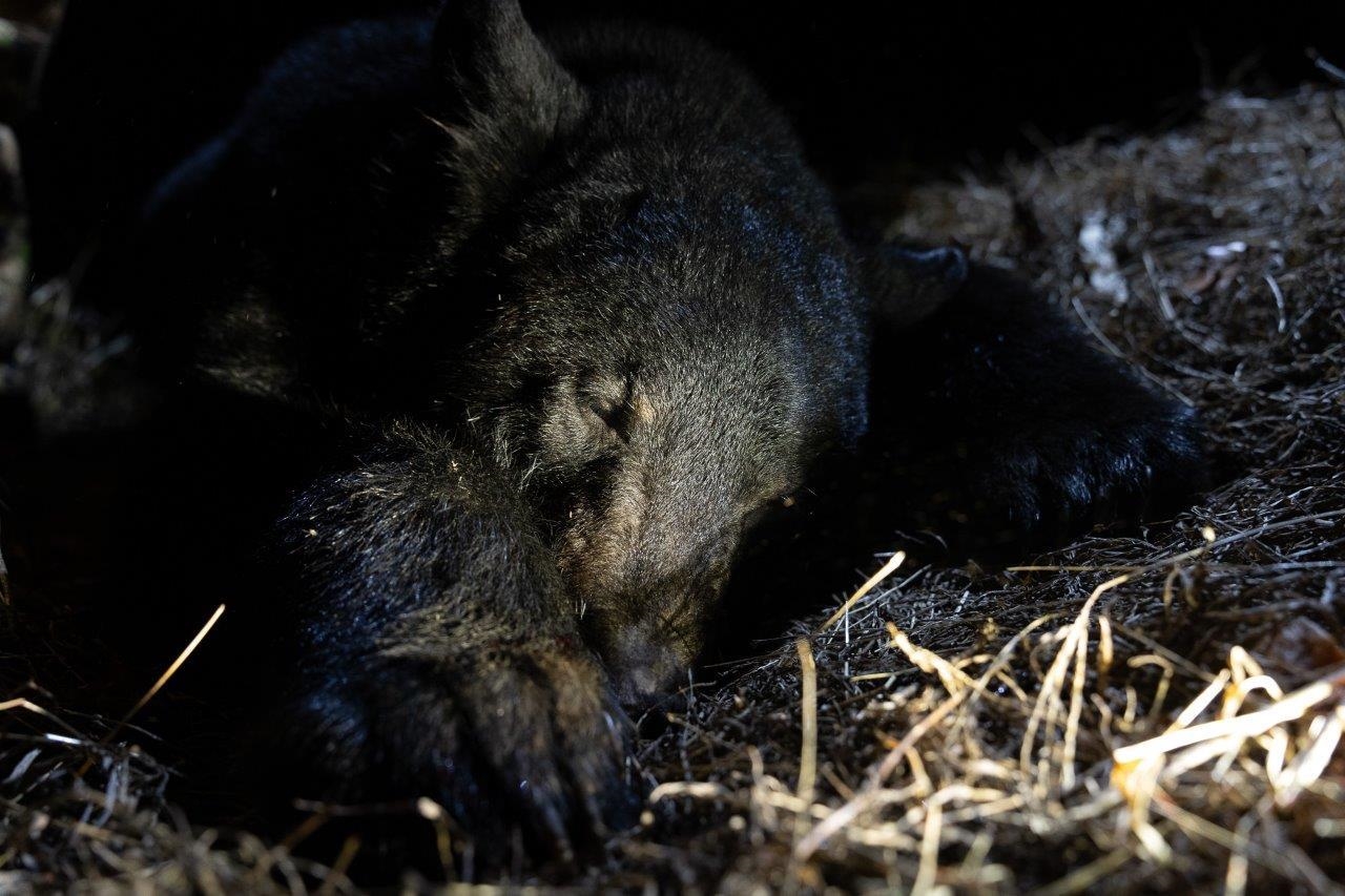 0 Foothills Road Callaway VA 24067