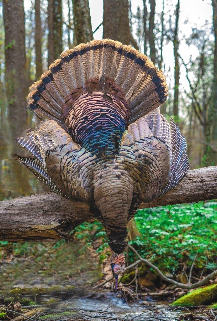 0 Foothills Road Callaway VA 24067