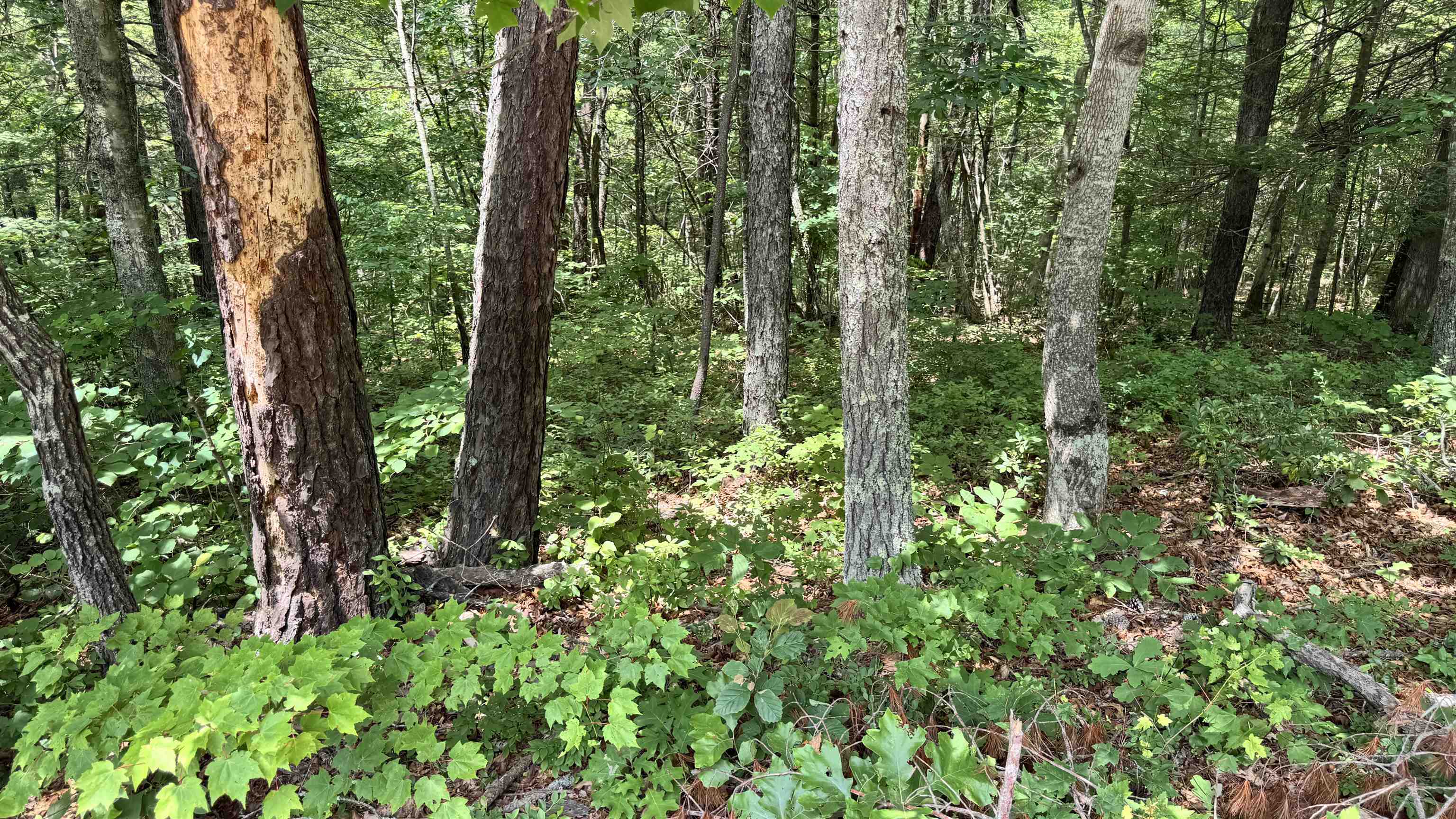 Lot 48 River Oaks Drive Austinville VA 24312