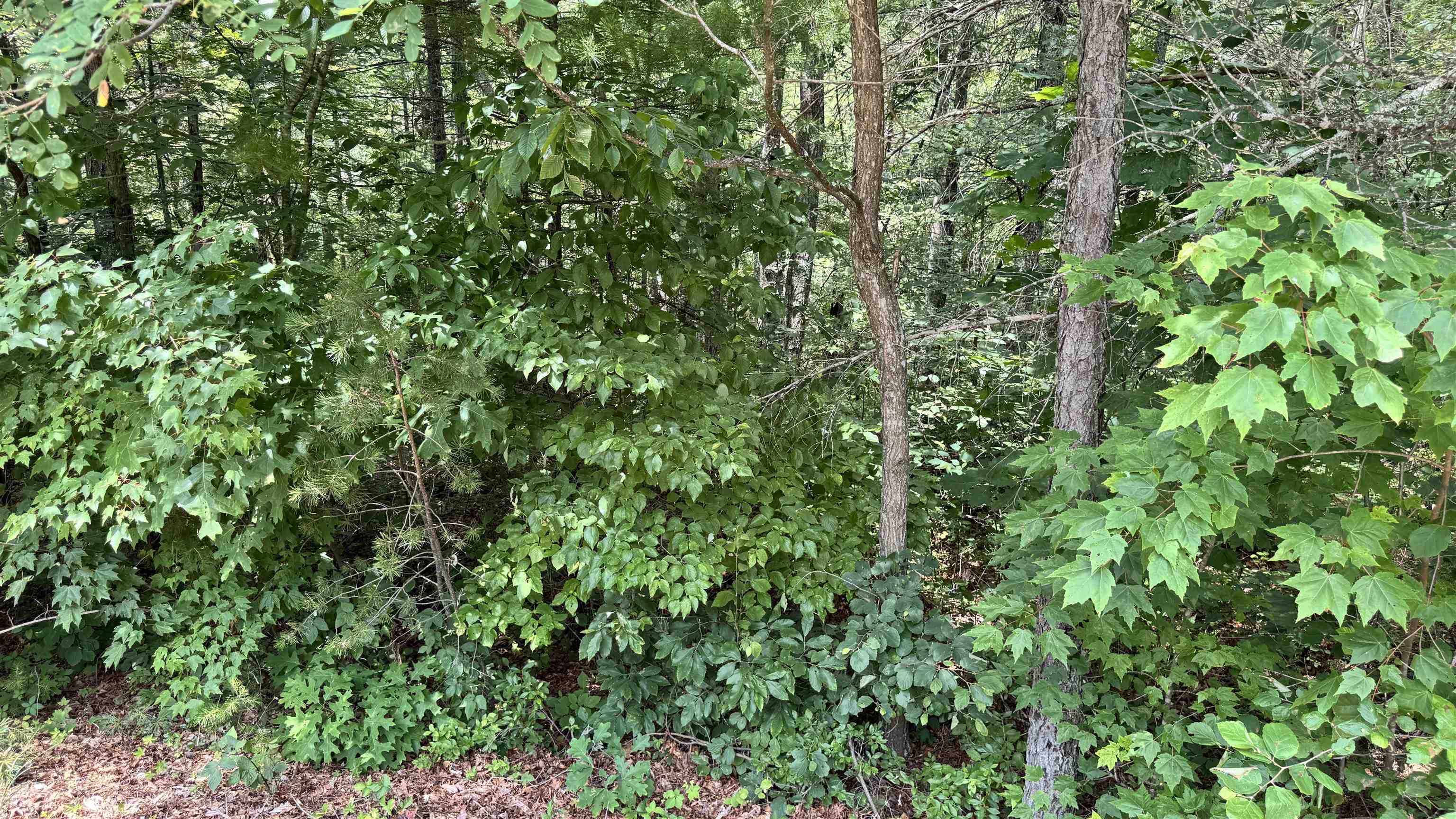 Lot 48 River Oaks Drive Austinville VA 24312