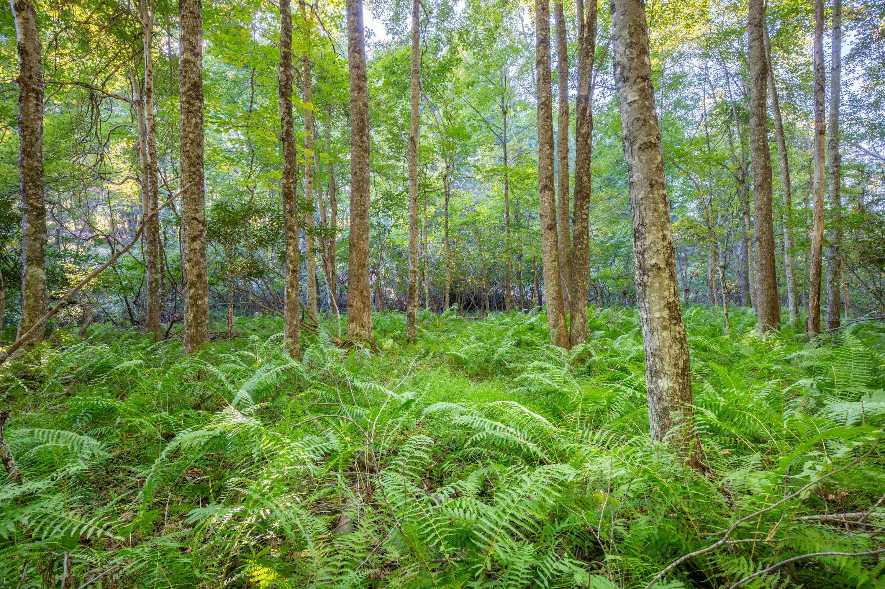 000 Cox Store Road SW Floyd VA 24091