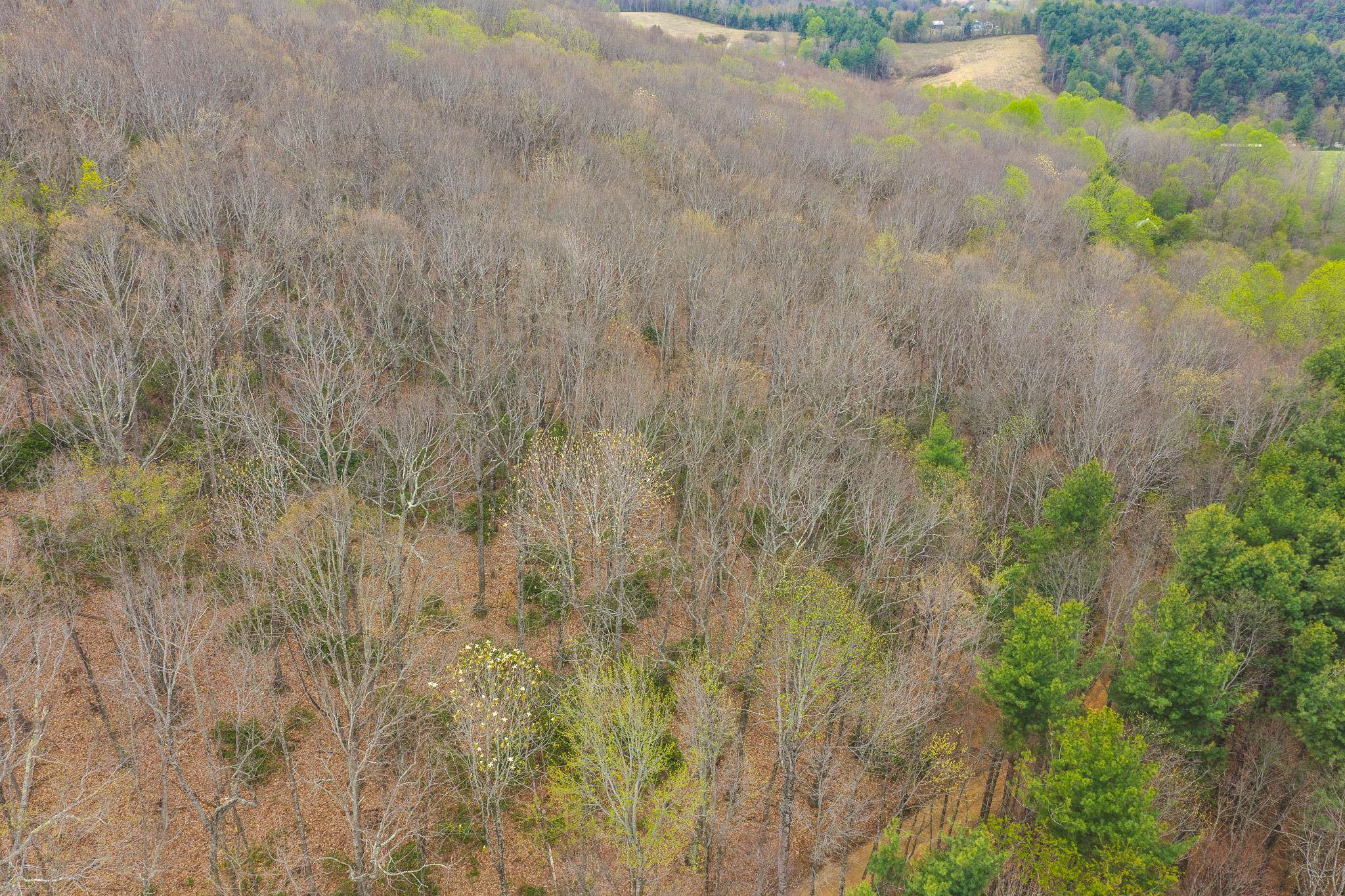 Tbd Cox Store Road Floyd VA 24091