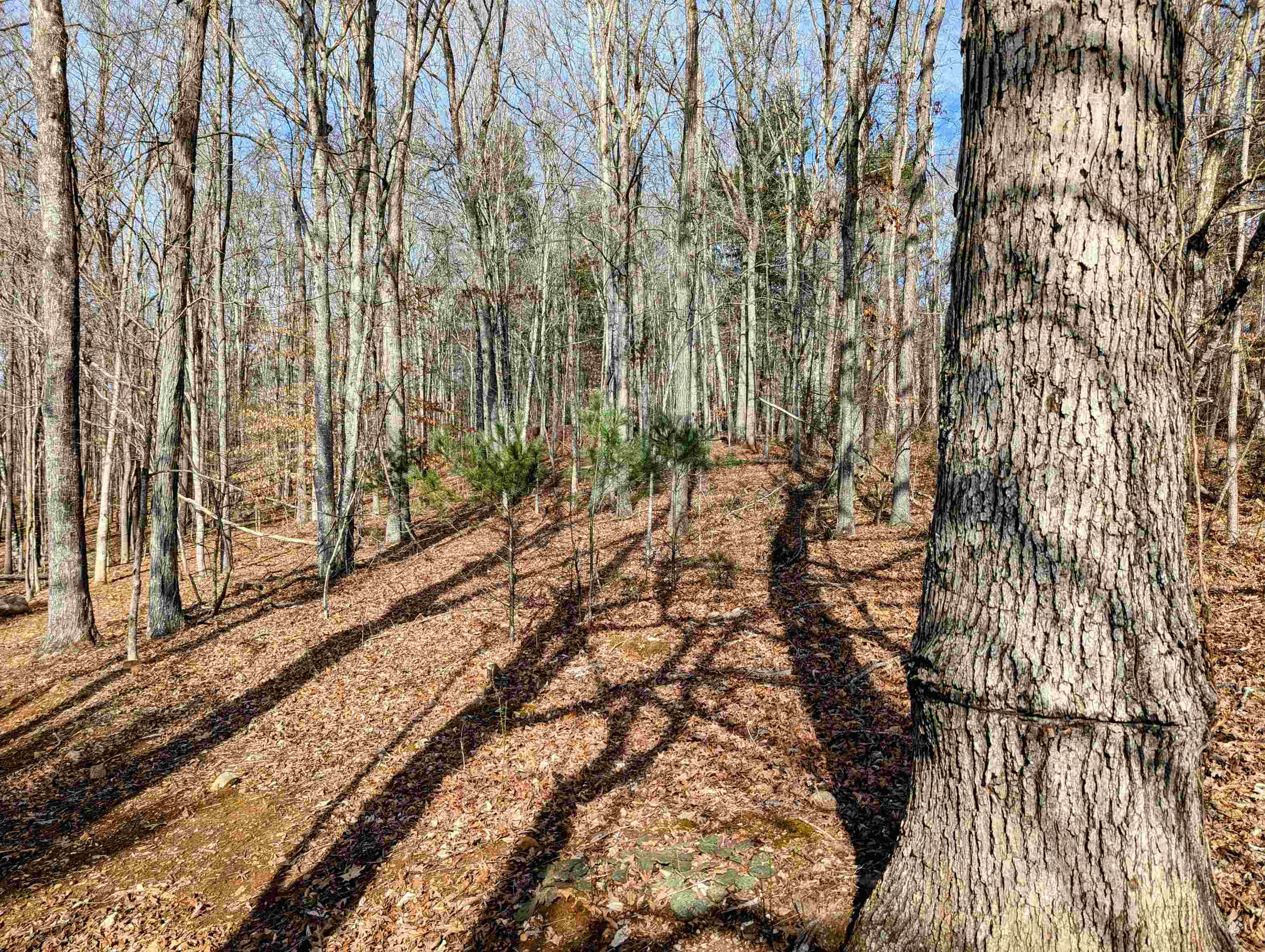 Tbd Irish Mountain Road Allisonia VA 24347