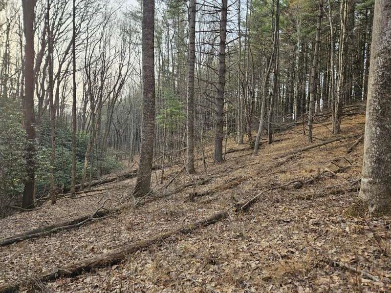Tbd Sawmill Hill Road NW Willis VA 24380