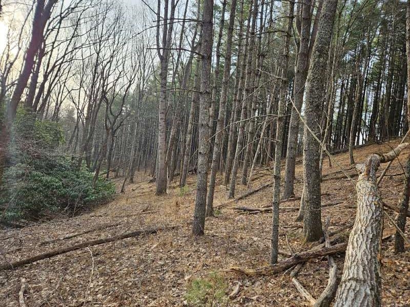 Tbd Sawmill Hill Road NW Willis VA 24380