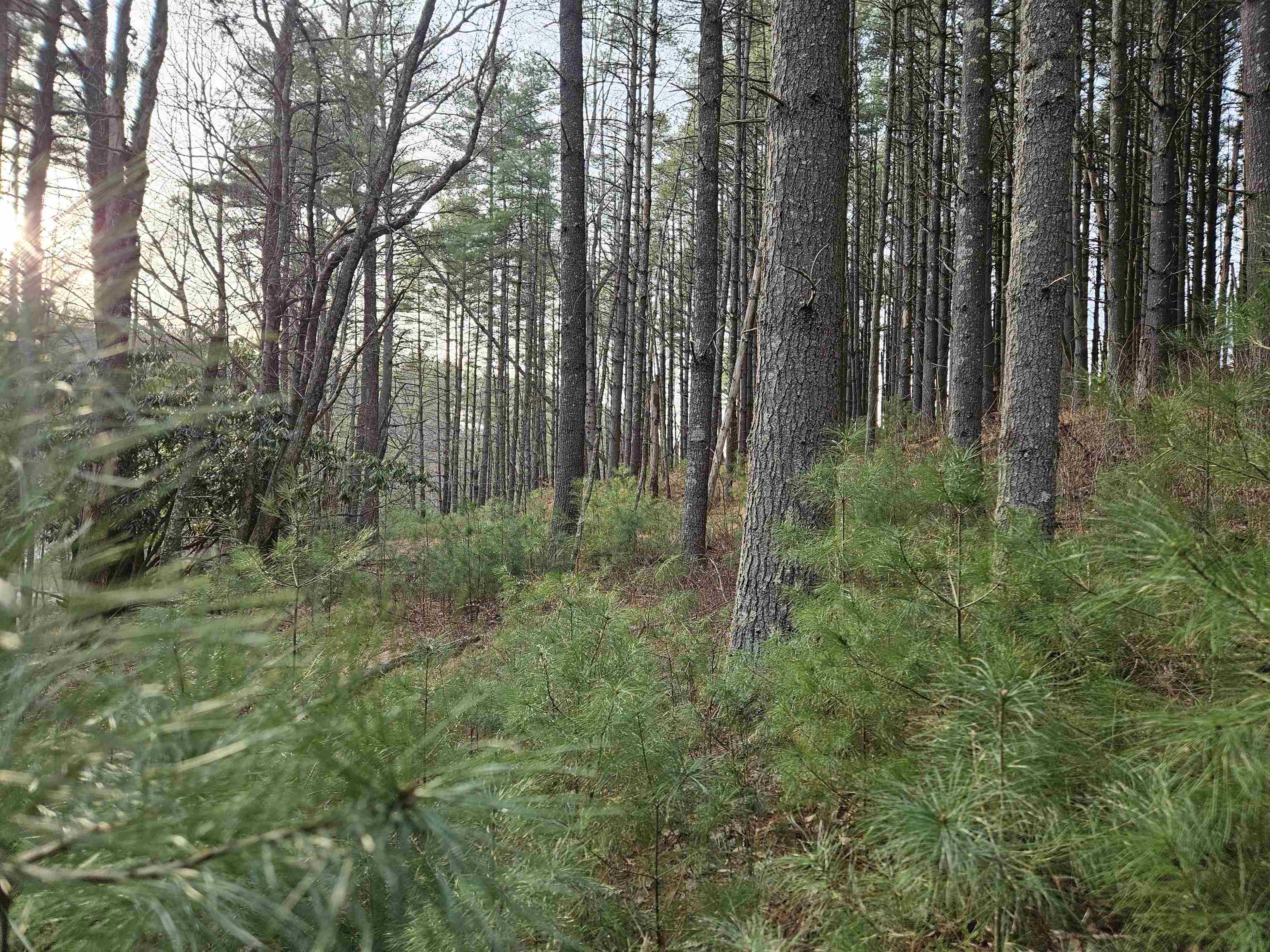 Tbd Sawmill Hill Road NW Willis VA 24380