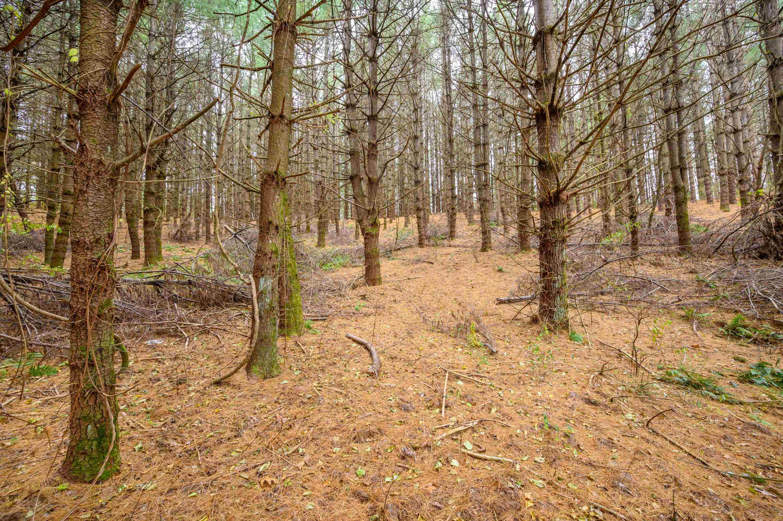 595 Wild Cherry Road NE Pilot VA 24138