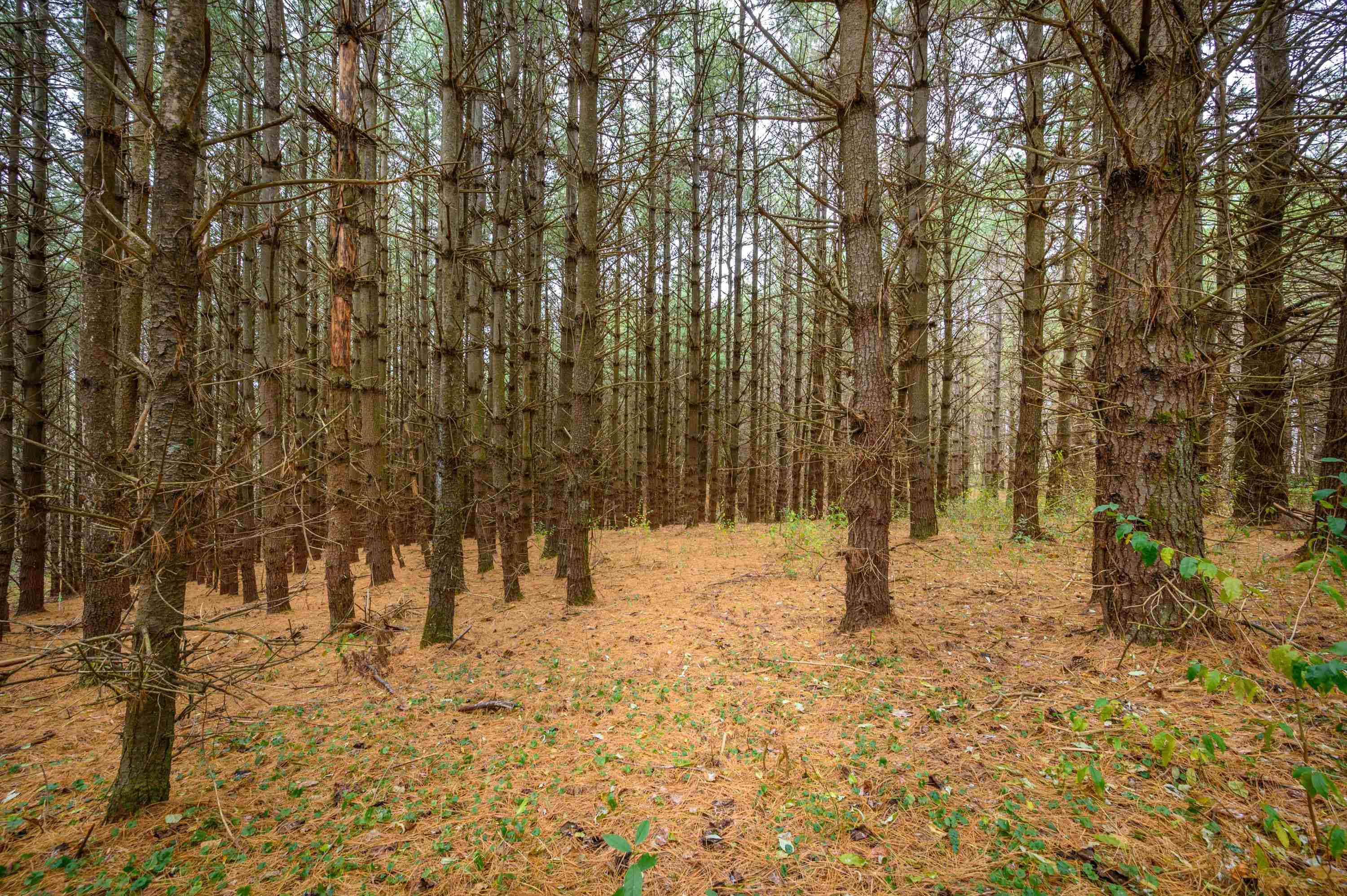 595 Wild Cherry Road NE Pilot VA 24138