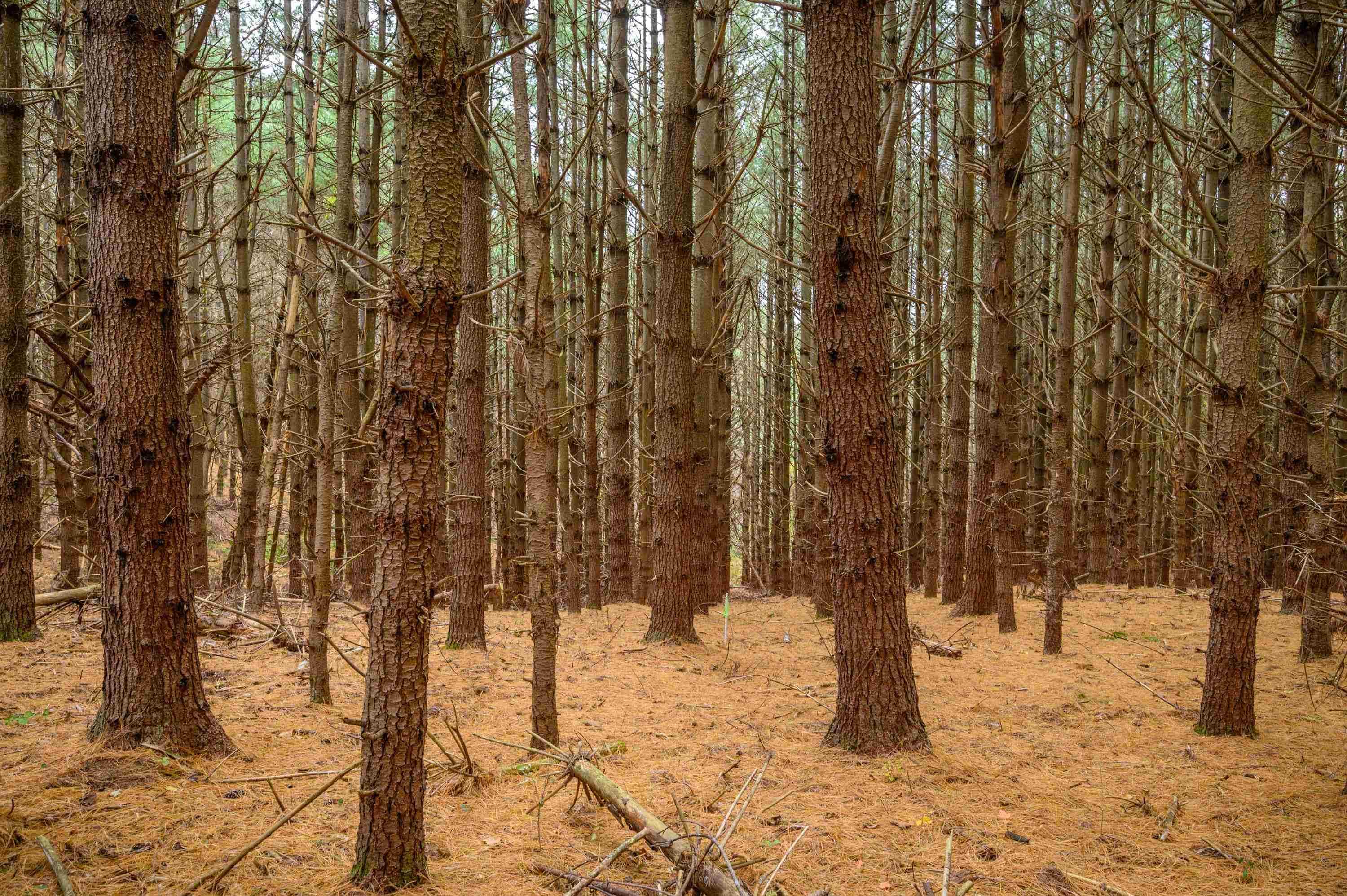 595 Wild Cherry Road NE Pilot VA 24138