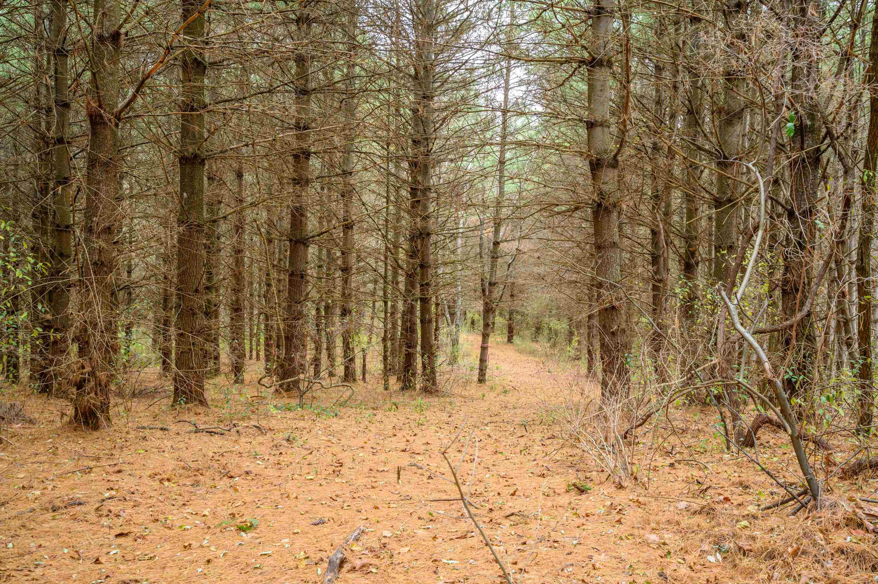 595 Wild Cherry Road NE Pilot VA 24138