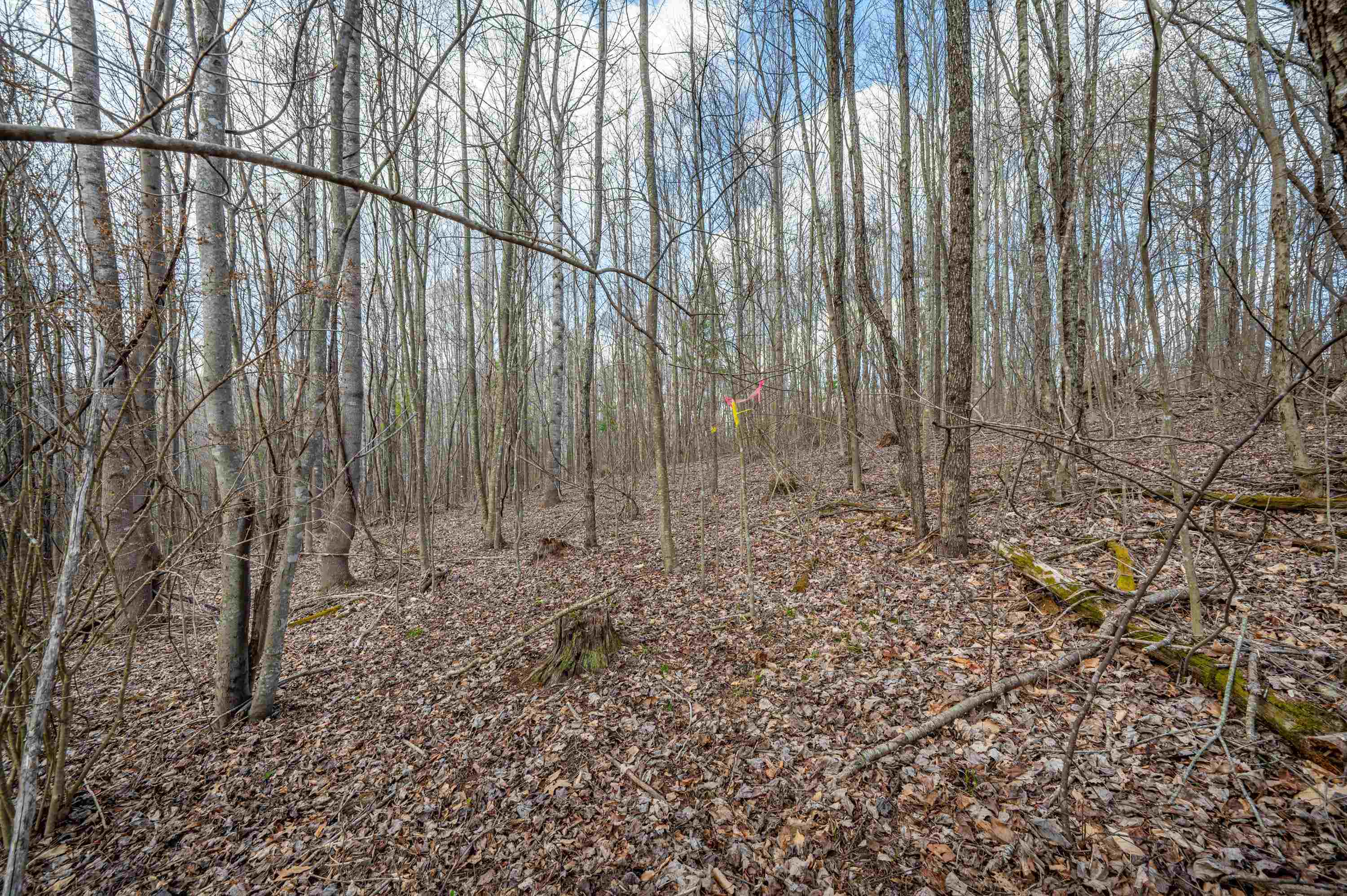 2301 Buffalo Mountain Road SW Willis VA 24380