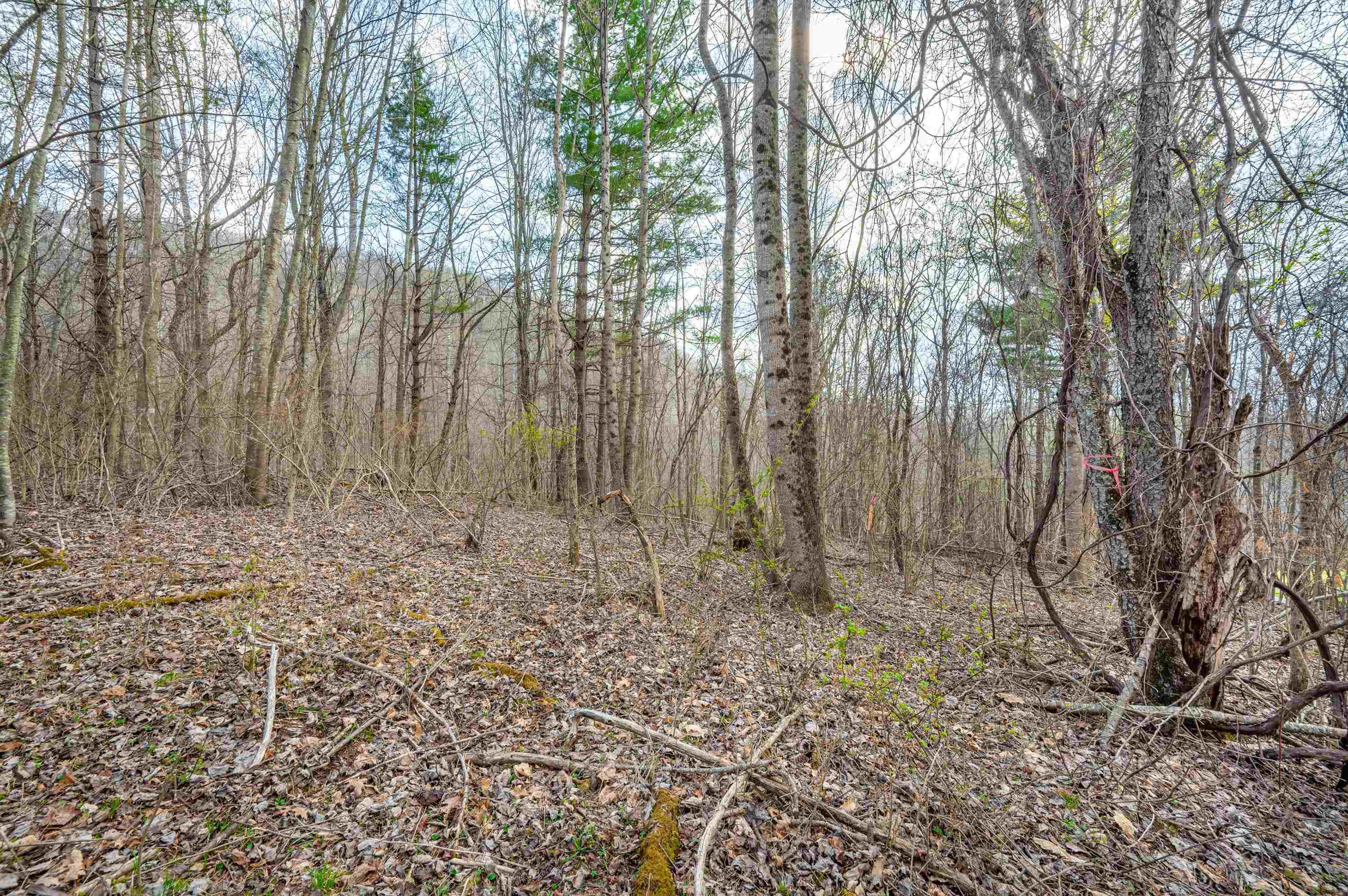 2301 Buffalo Mountain Road SW Willis VA 24380