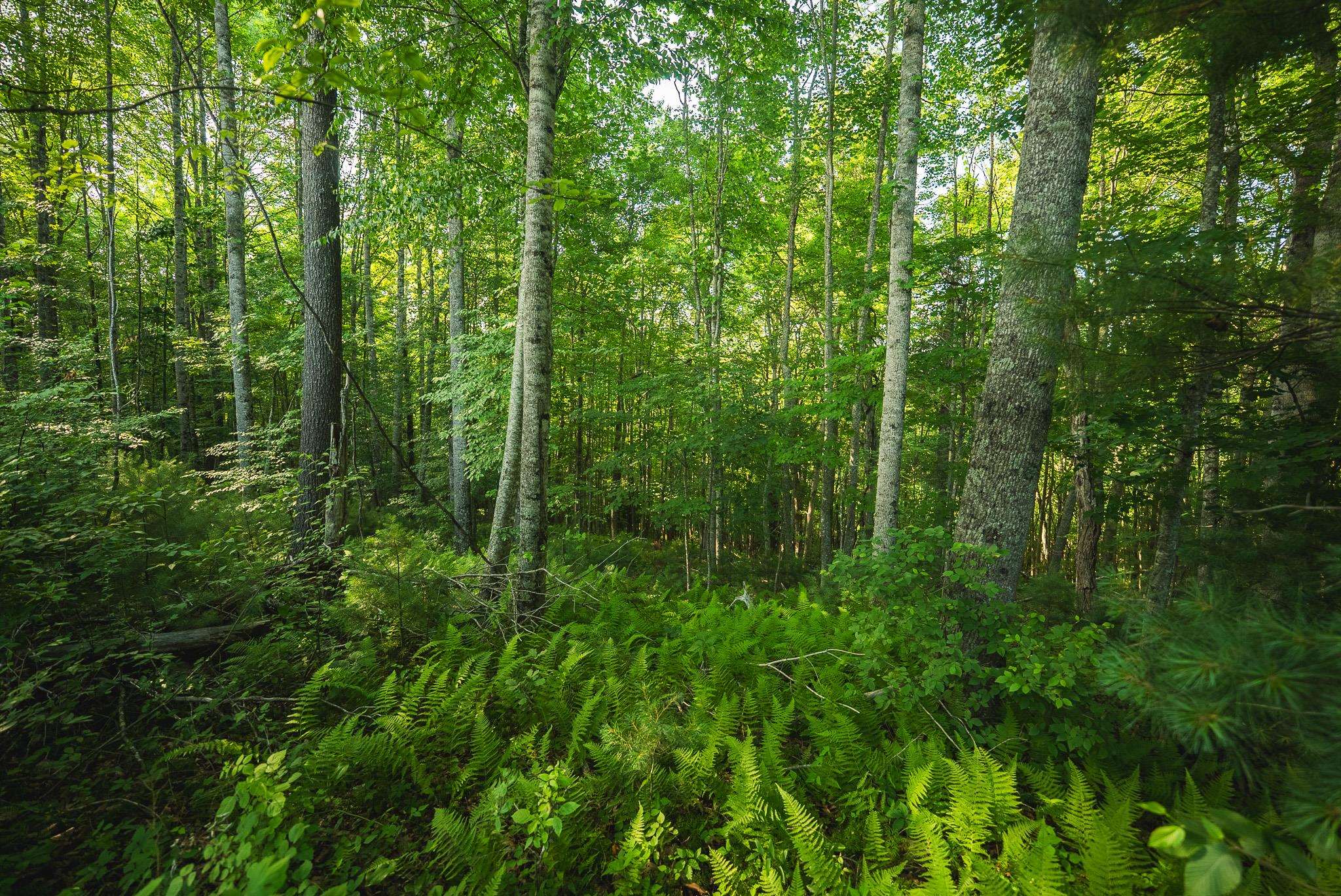 Tbd Sawmill Hill Road Willis VA 24380
