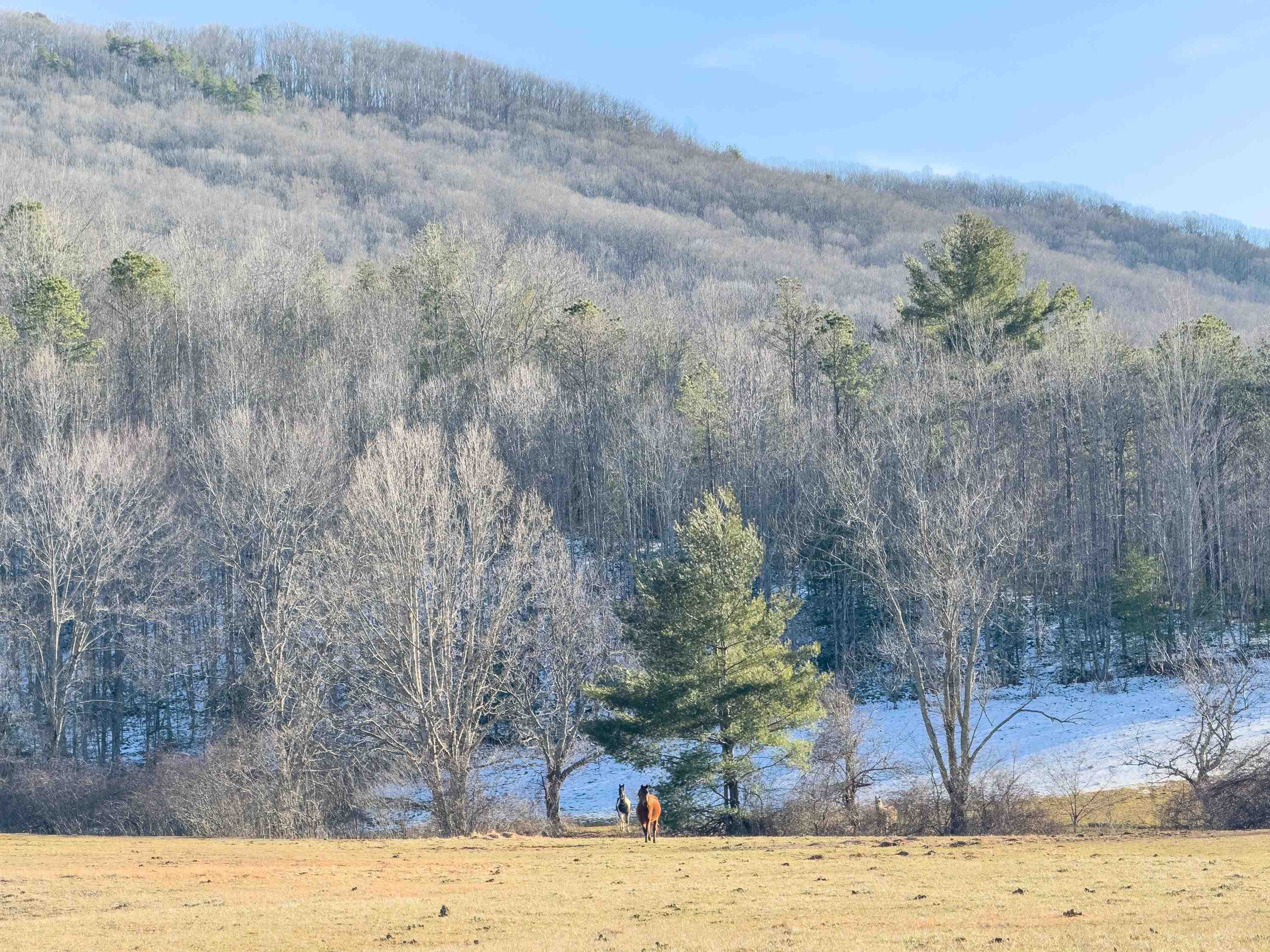 Tbd Laurel Fork Road Rocky Gap VA 24366